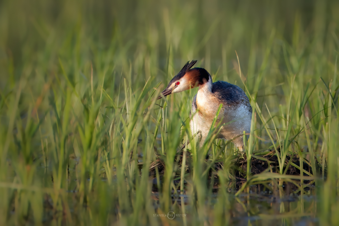 , Станислав Аристов