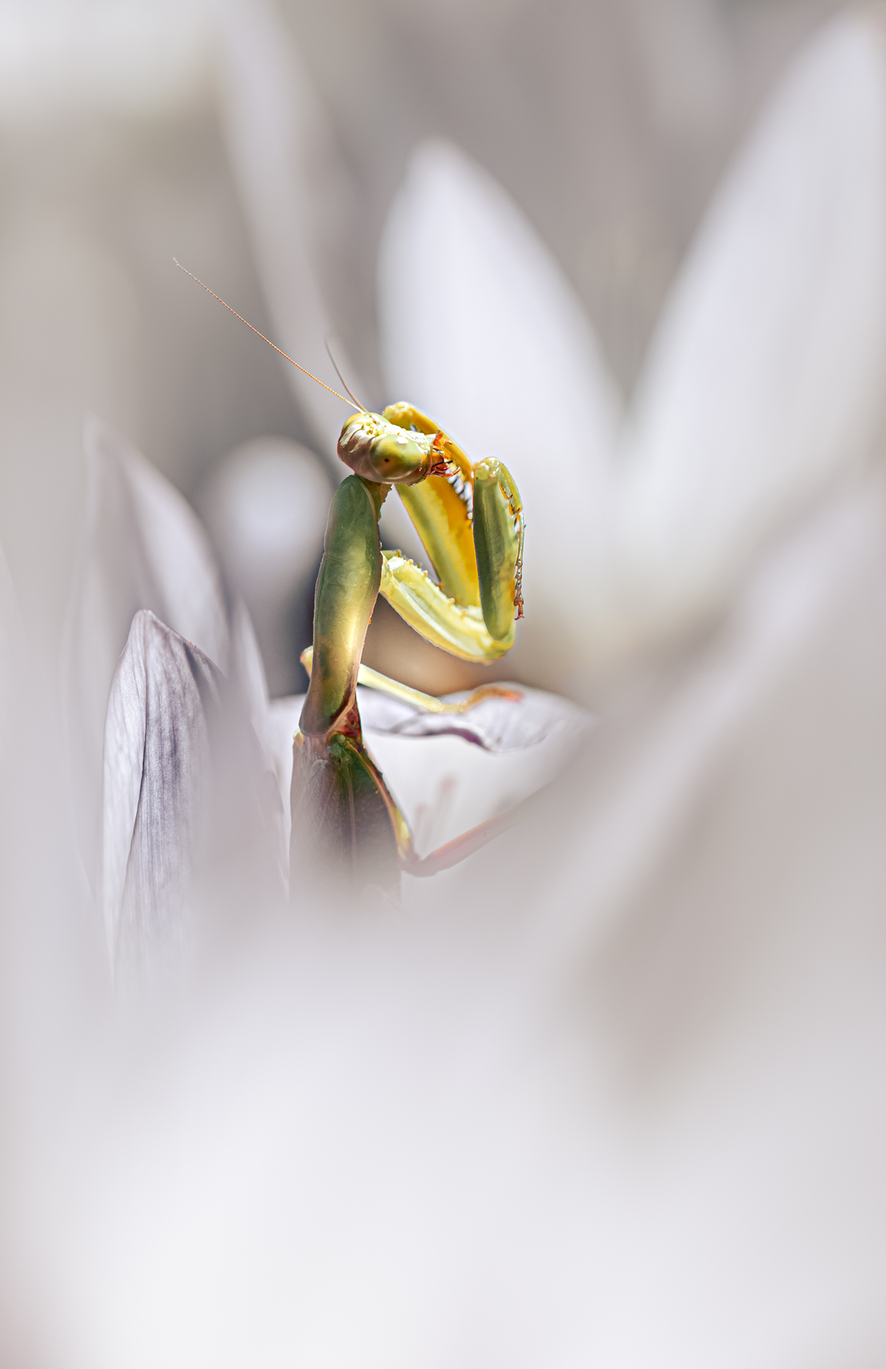 , Неля Рачкова