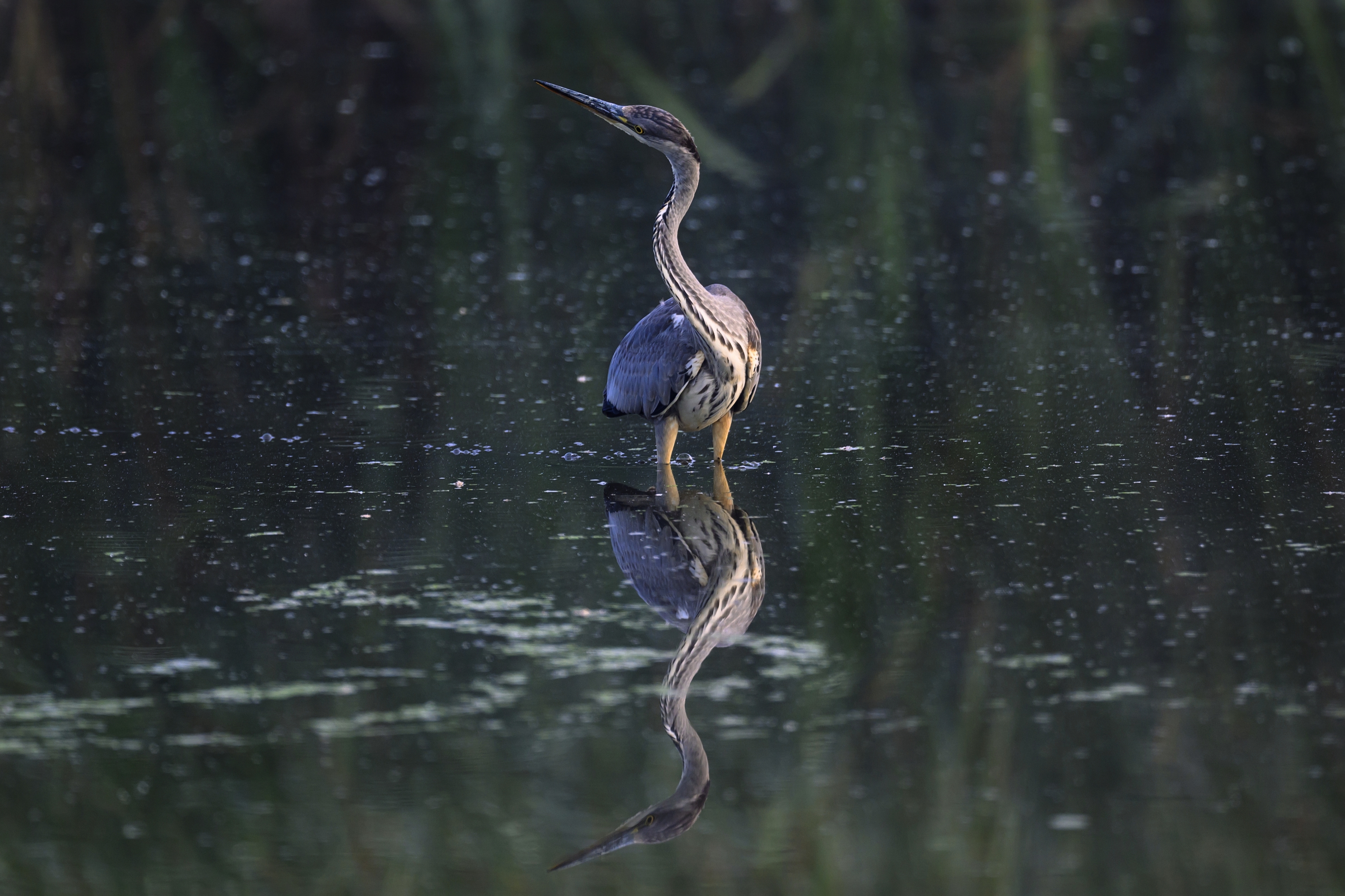 , Пупонин Сергей