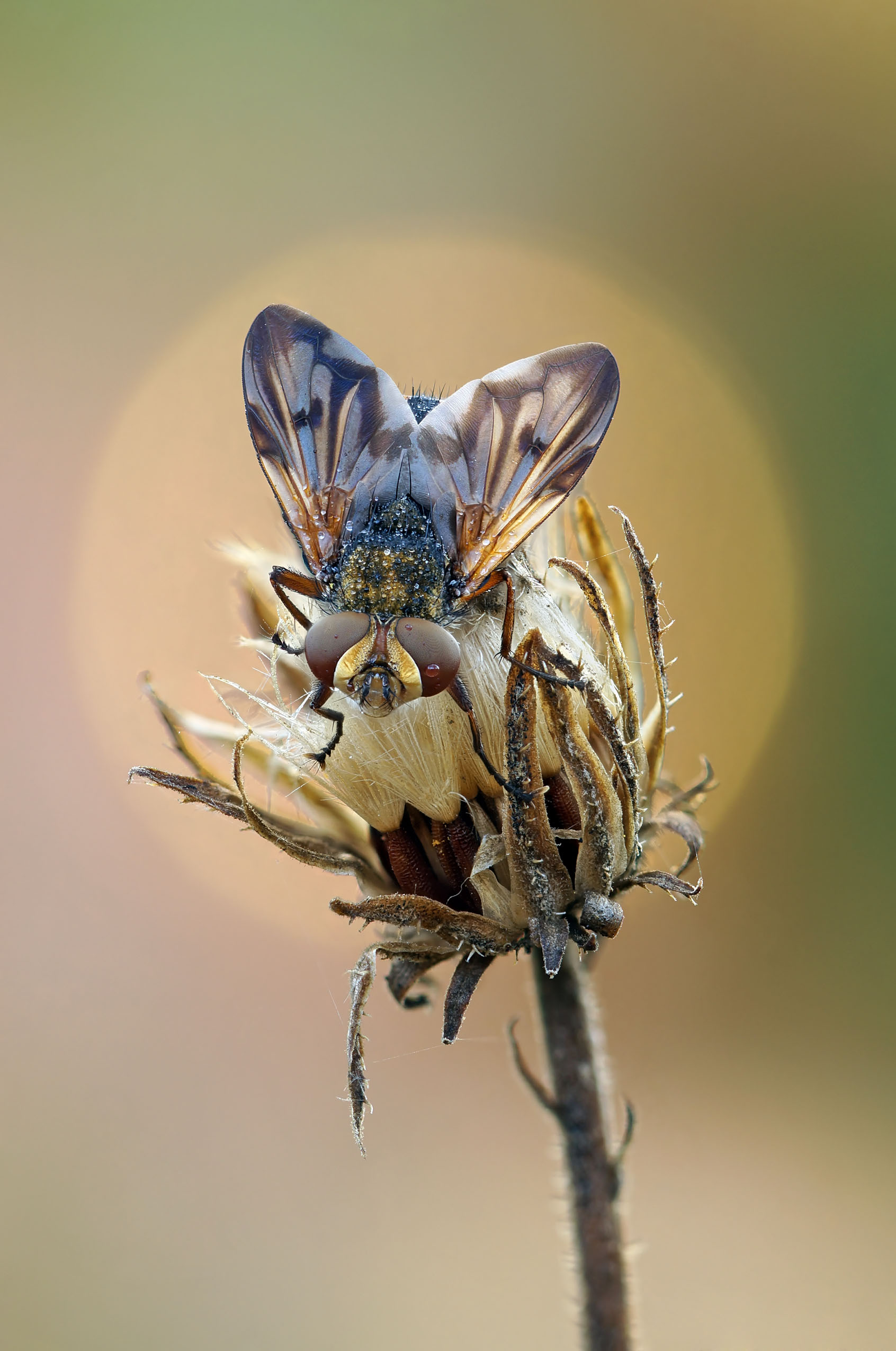 Муха, Чепленко Алексей