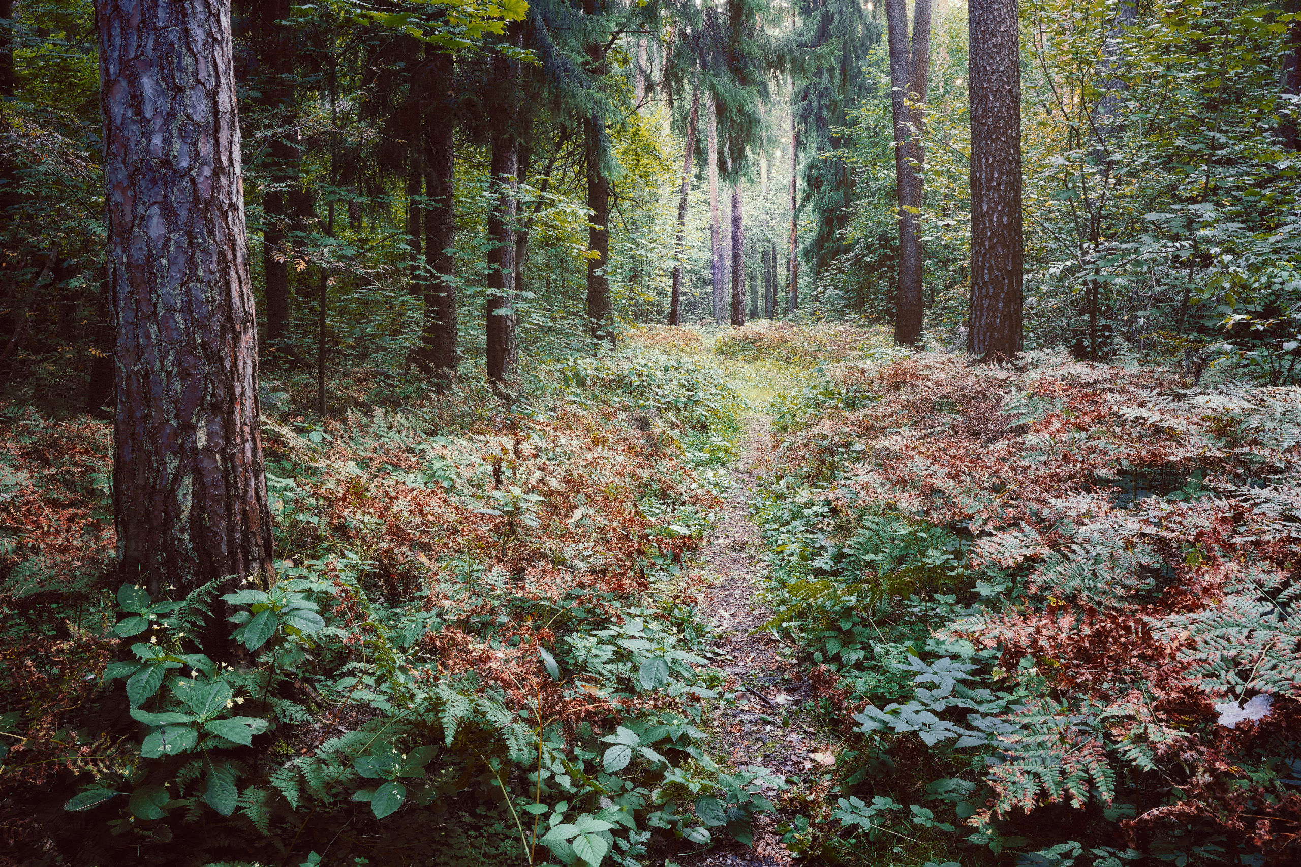 лес, деревья, листва, свет, осень, Валерий Вождаев