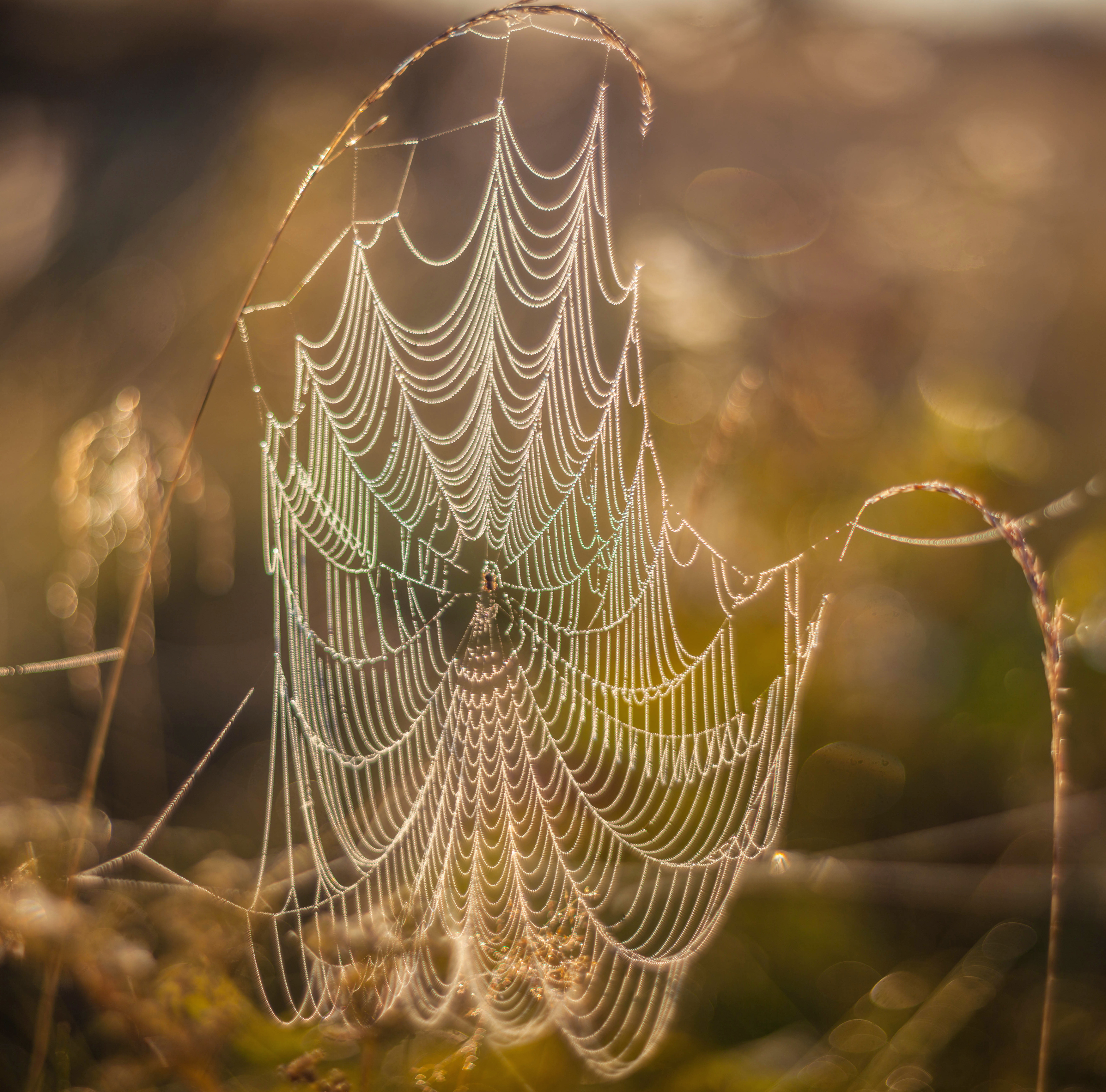 паутинка , осень, Свистков Александр
