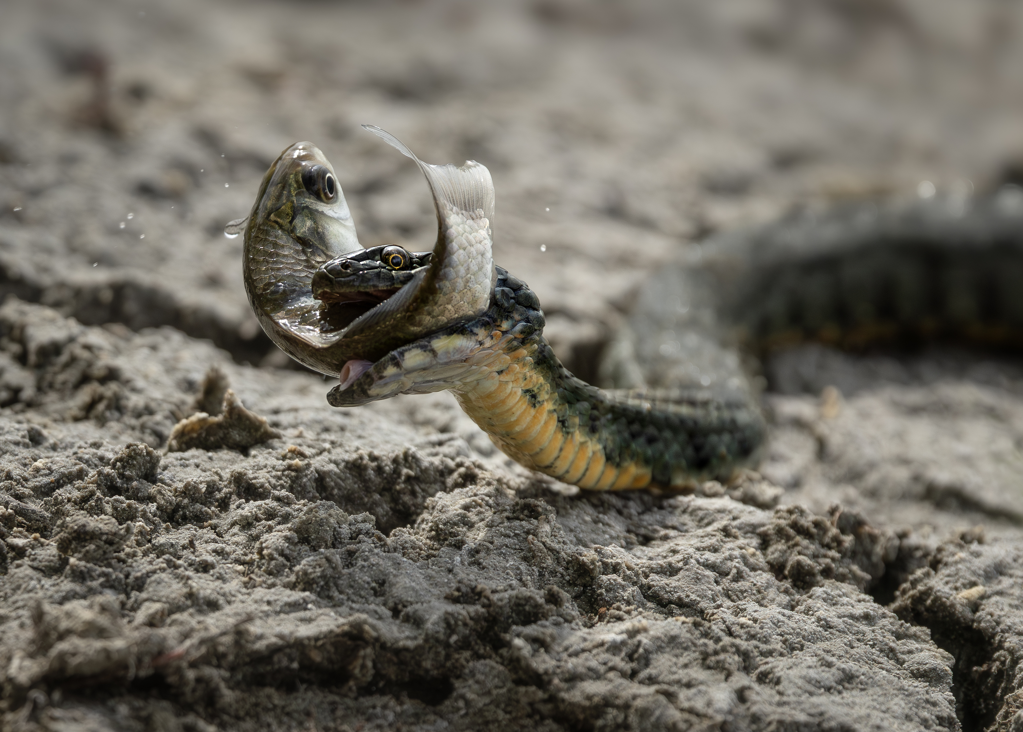 , Bessarion Chakhvadze