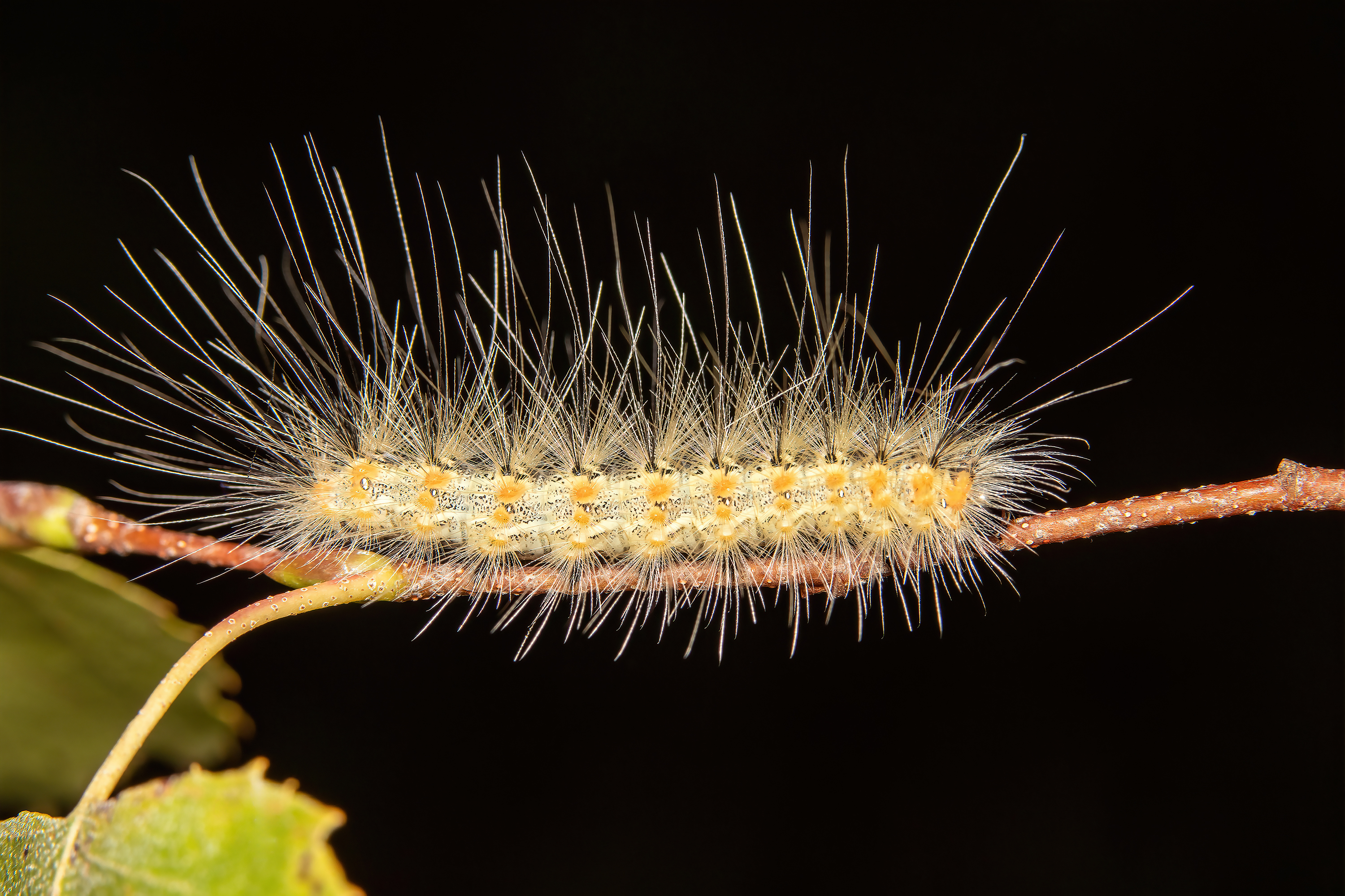 макрофото, макрофотографии, фотомакро, насекомые, макромир, макрофотограф, макроаддикт, макро_мир, naturelovers, naturelover, naturephotography, macrolove, macro_love, biodiversity, macrophotography, macro, macronature, entomology, arthropods, arthropod, ,  Stephane