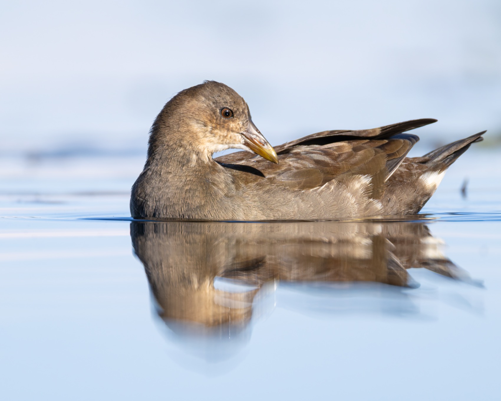 камышница, птицы, Ruslan Pl