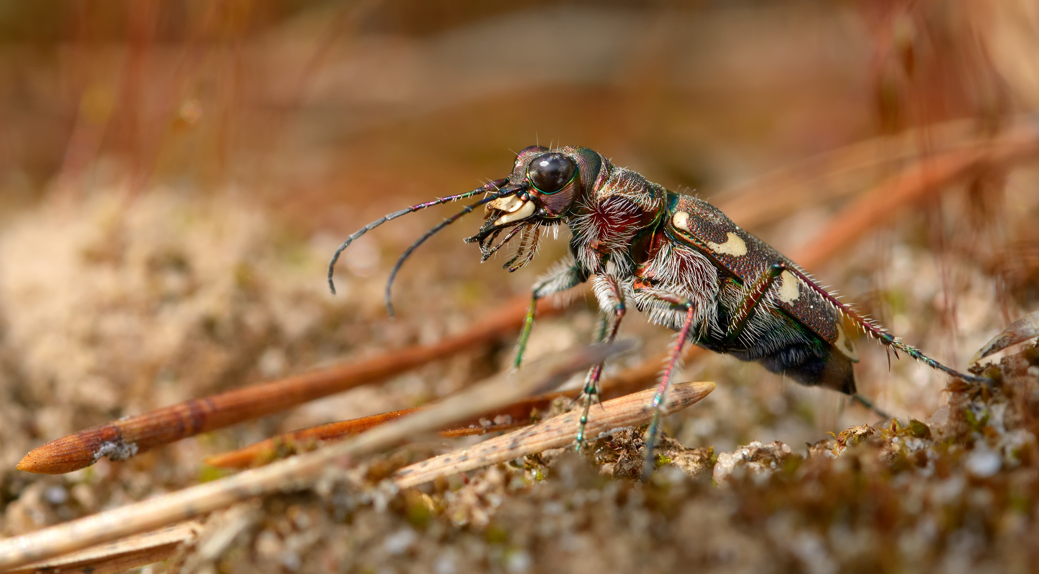 скакун-межняк, cicindela hybrida, скакуны, cicindelinae, жук, Павел Черенков