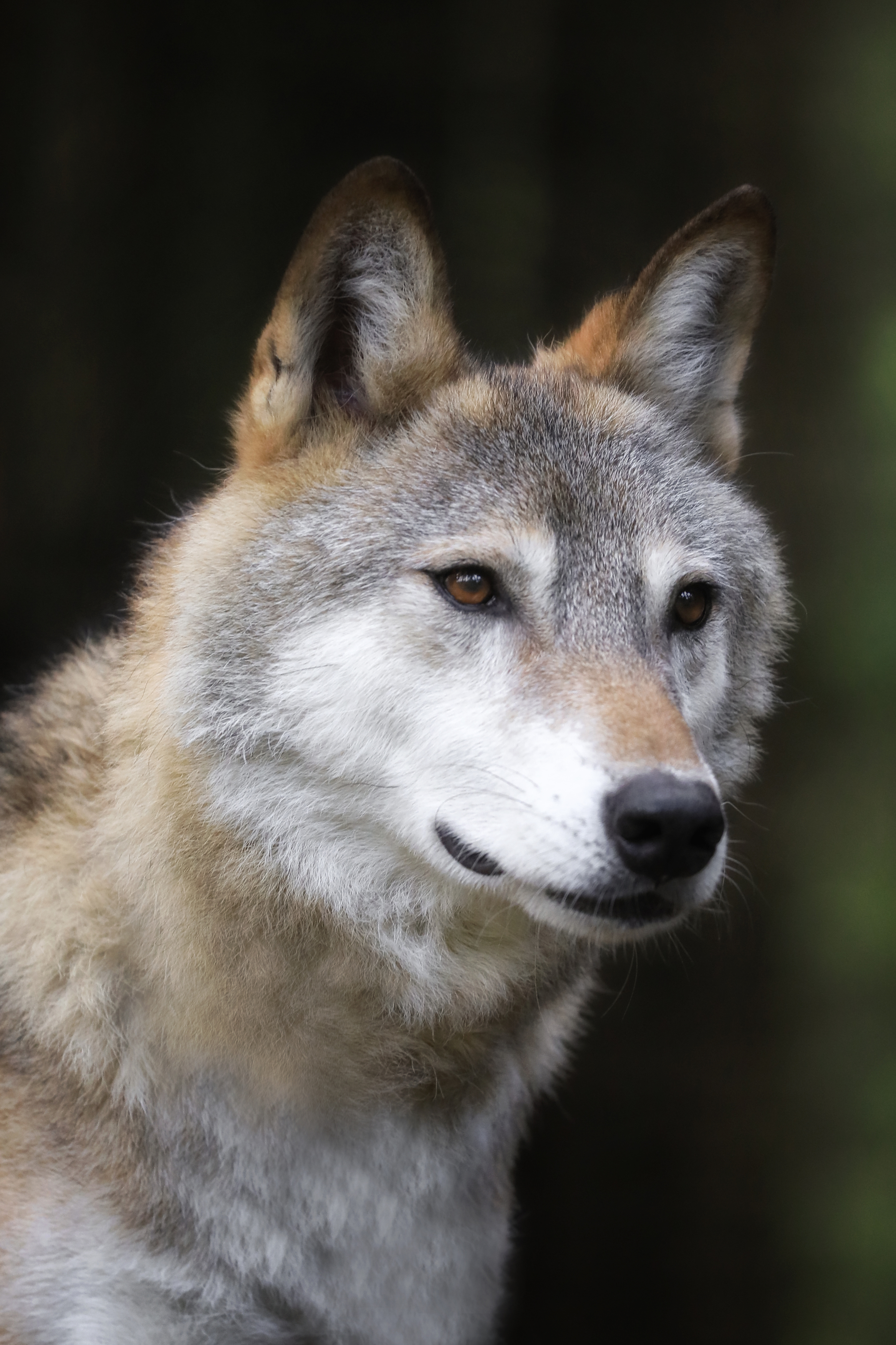 , Андрей Ершов