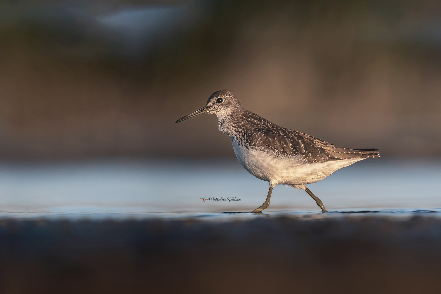 фотоохота, птица, кулики, осень, птицы, черныш, Медведева Светлана