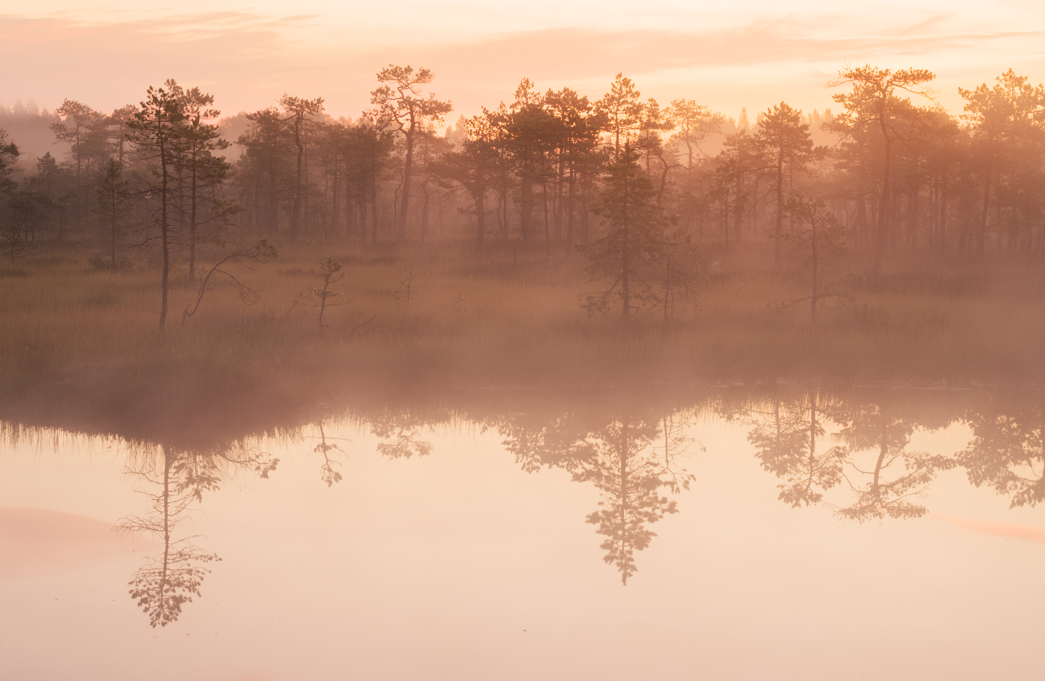 болота, Brouer Alexey