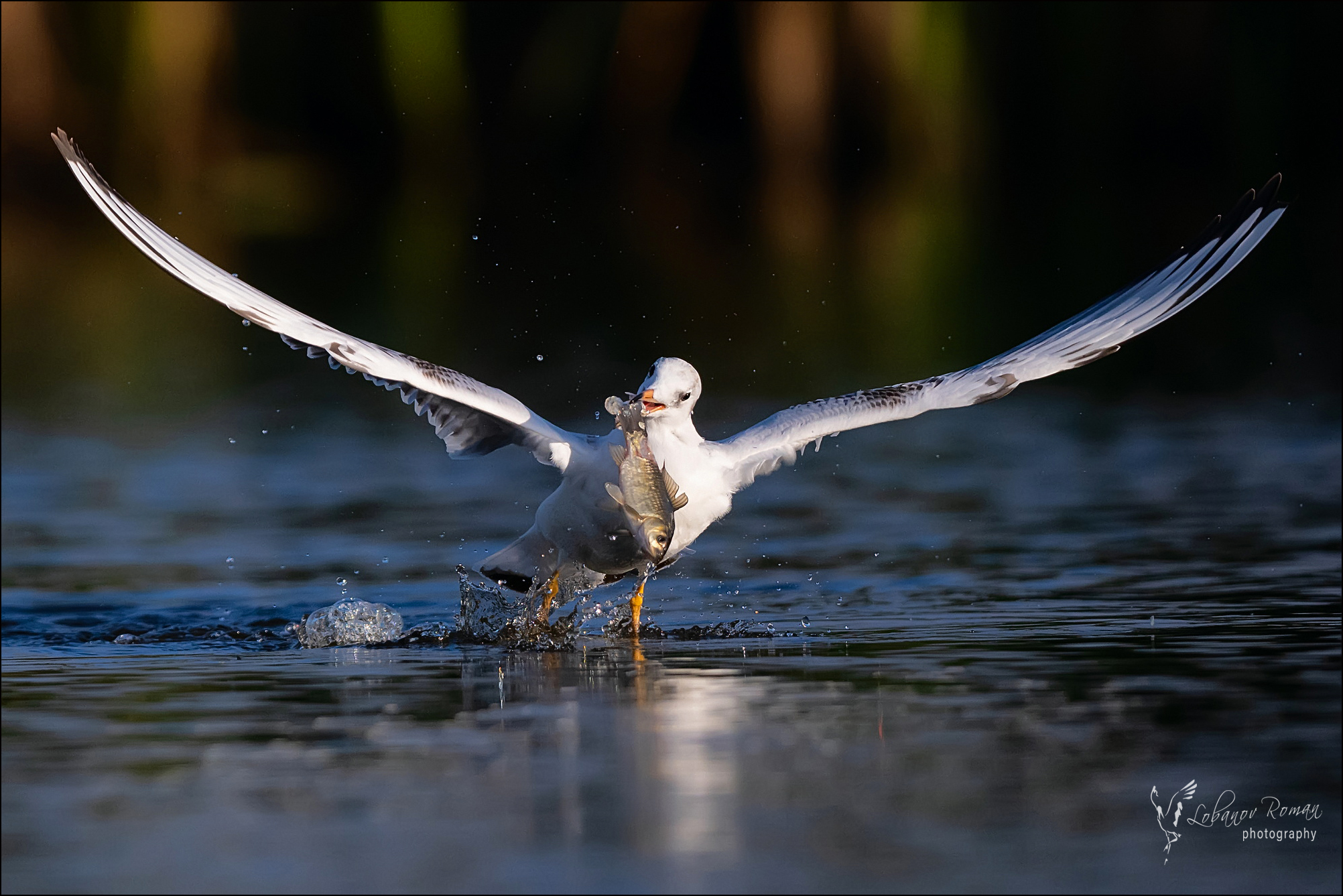 , Лобанов Роман