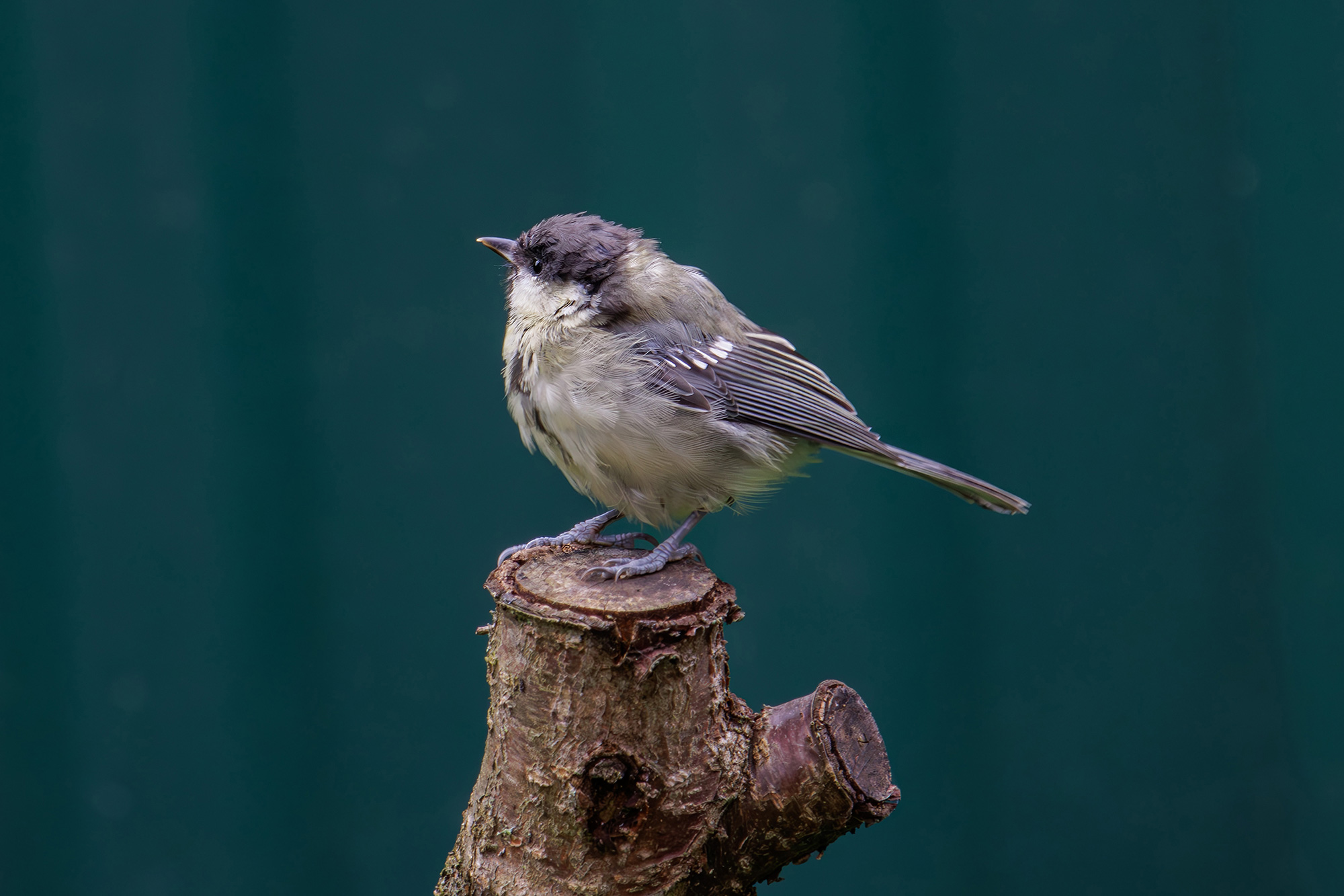 , Морозов Сергей