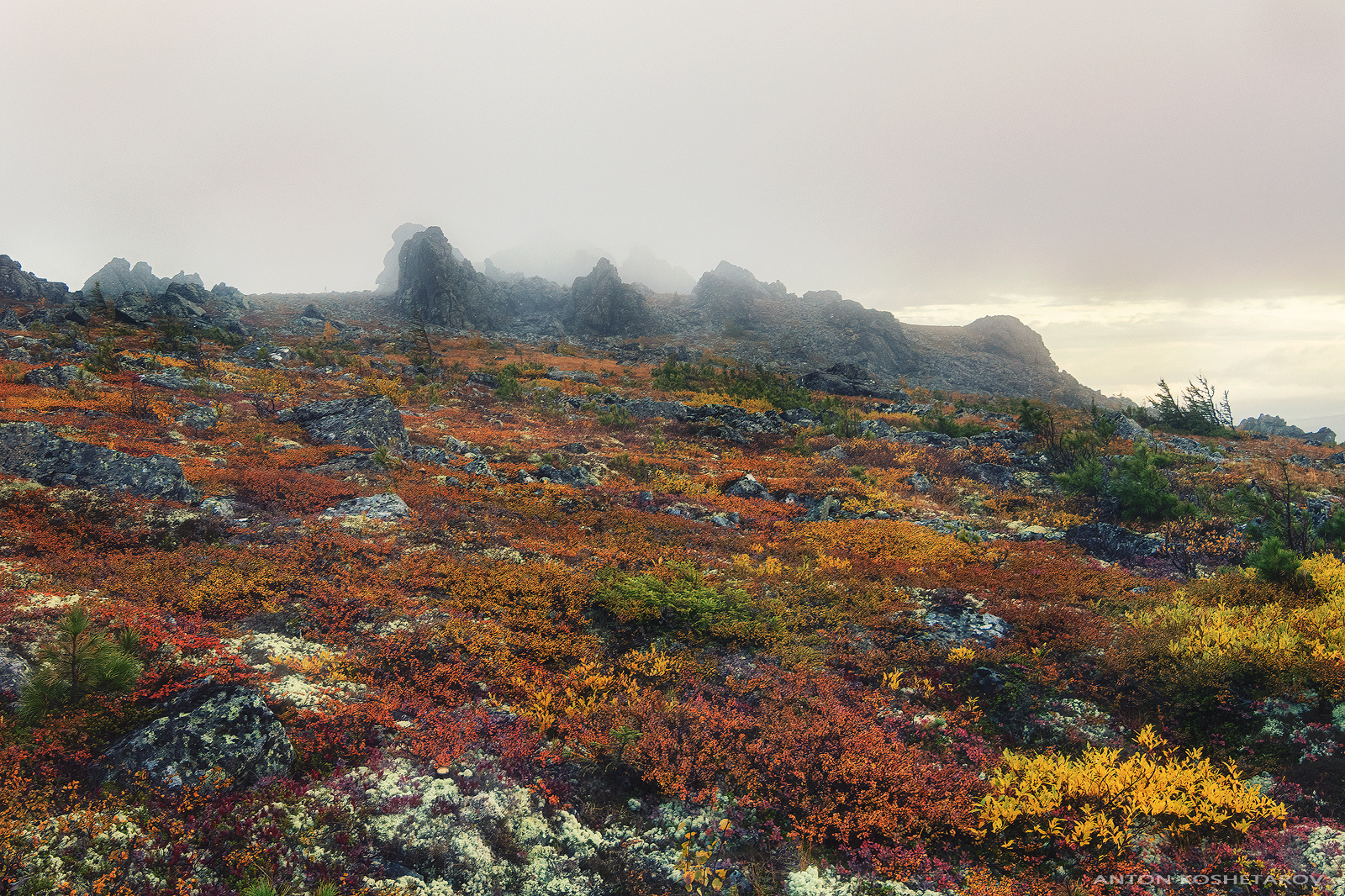 , Антон Кошетаров