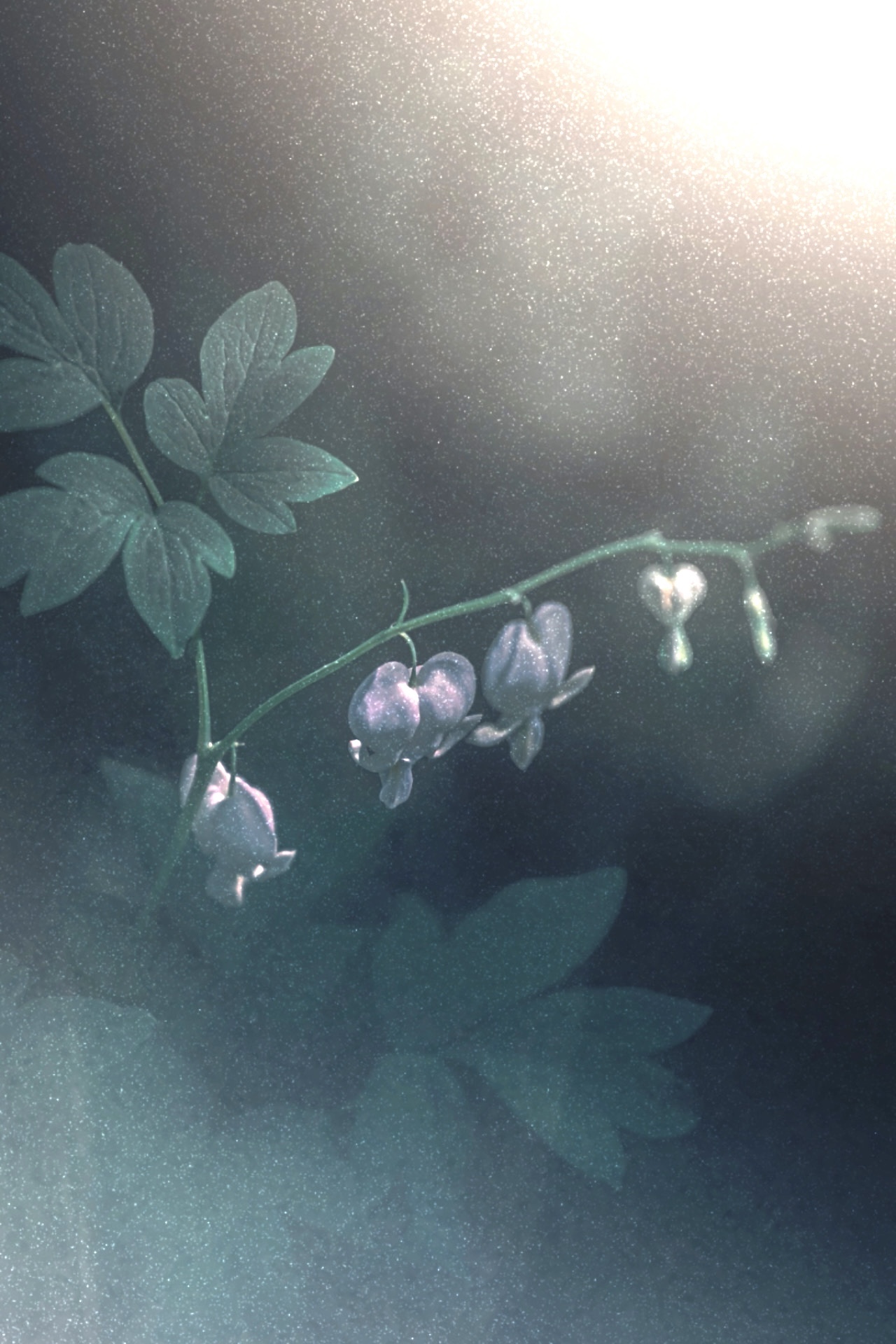 макро, macro, цветы, flowers, лето, summer, Julia Kaissa