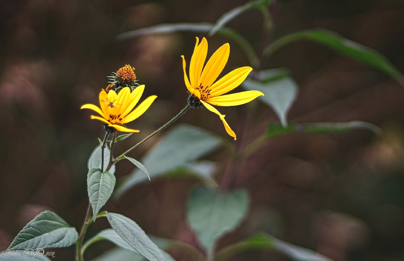 , Орлов Олег