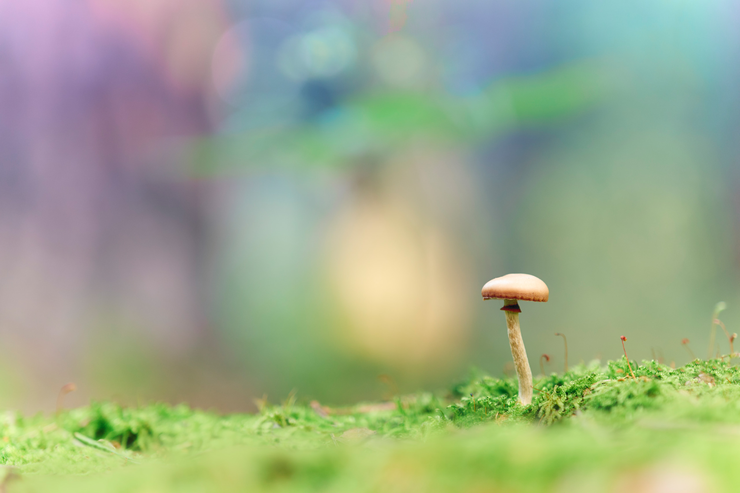 гриб, Валерий Вождаев