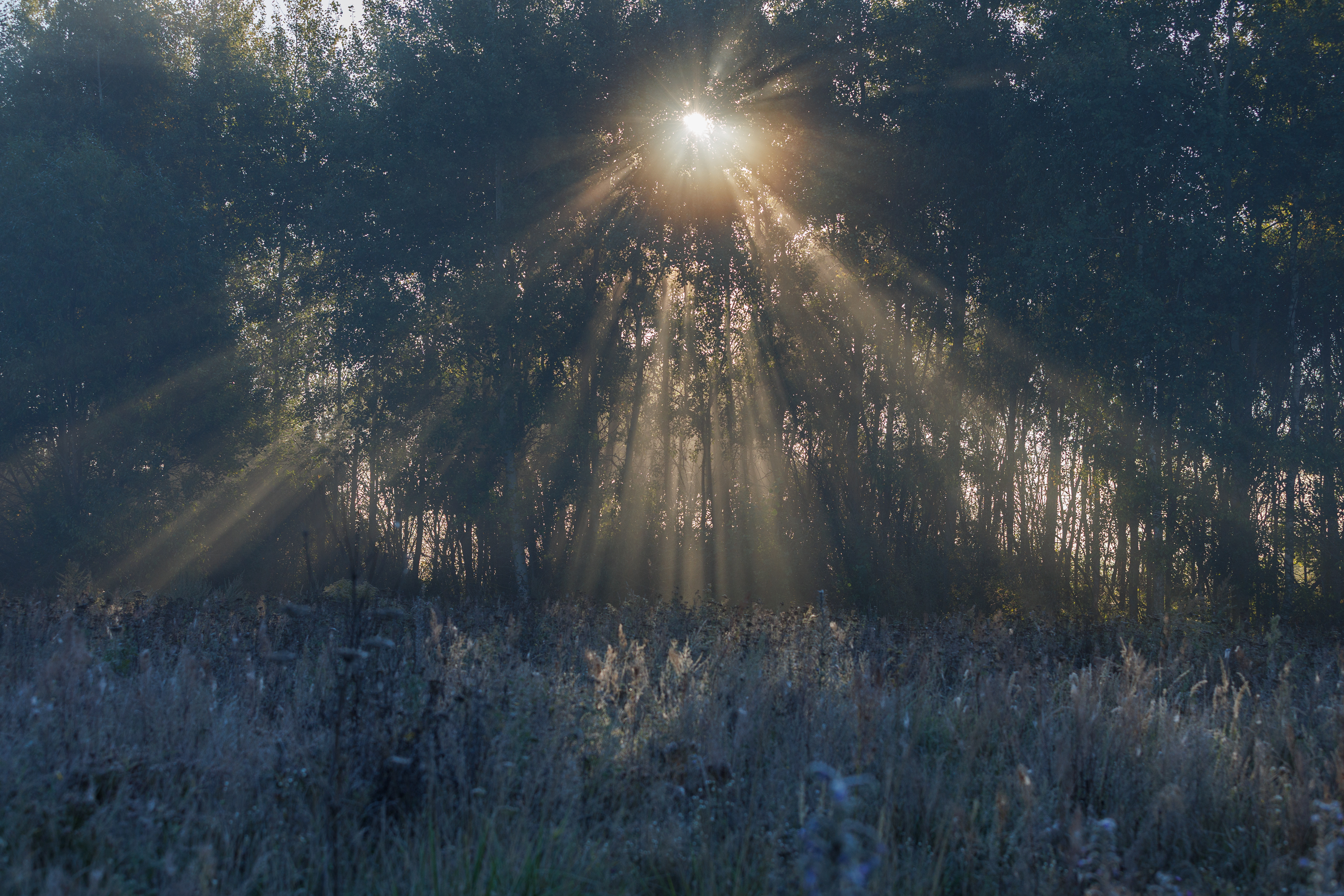 , Шерскова Мария