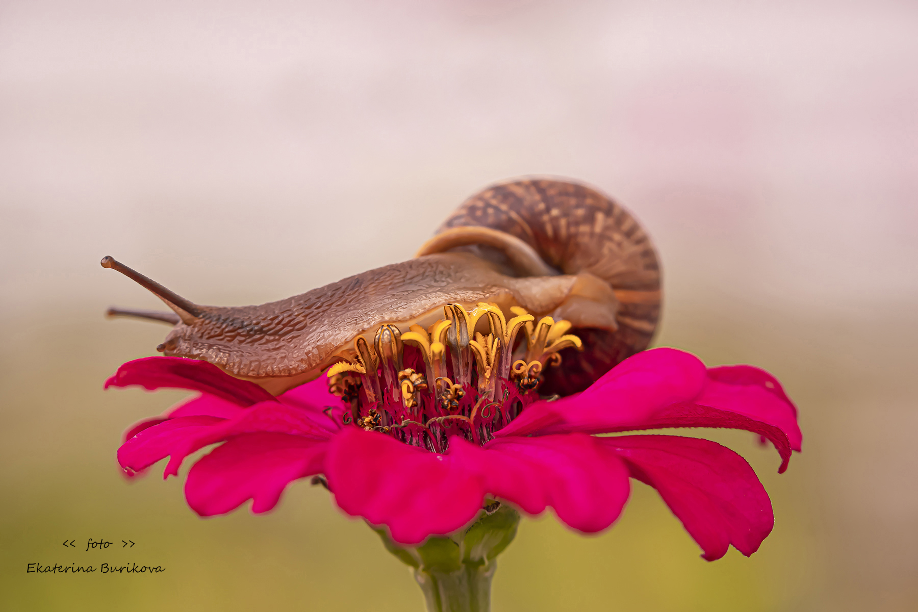 , Бурикова Екатерина