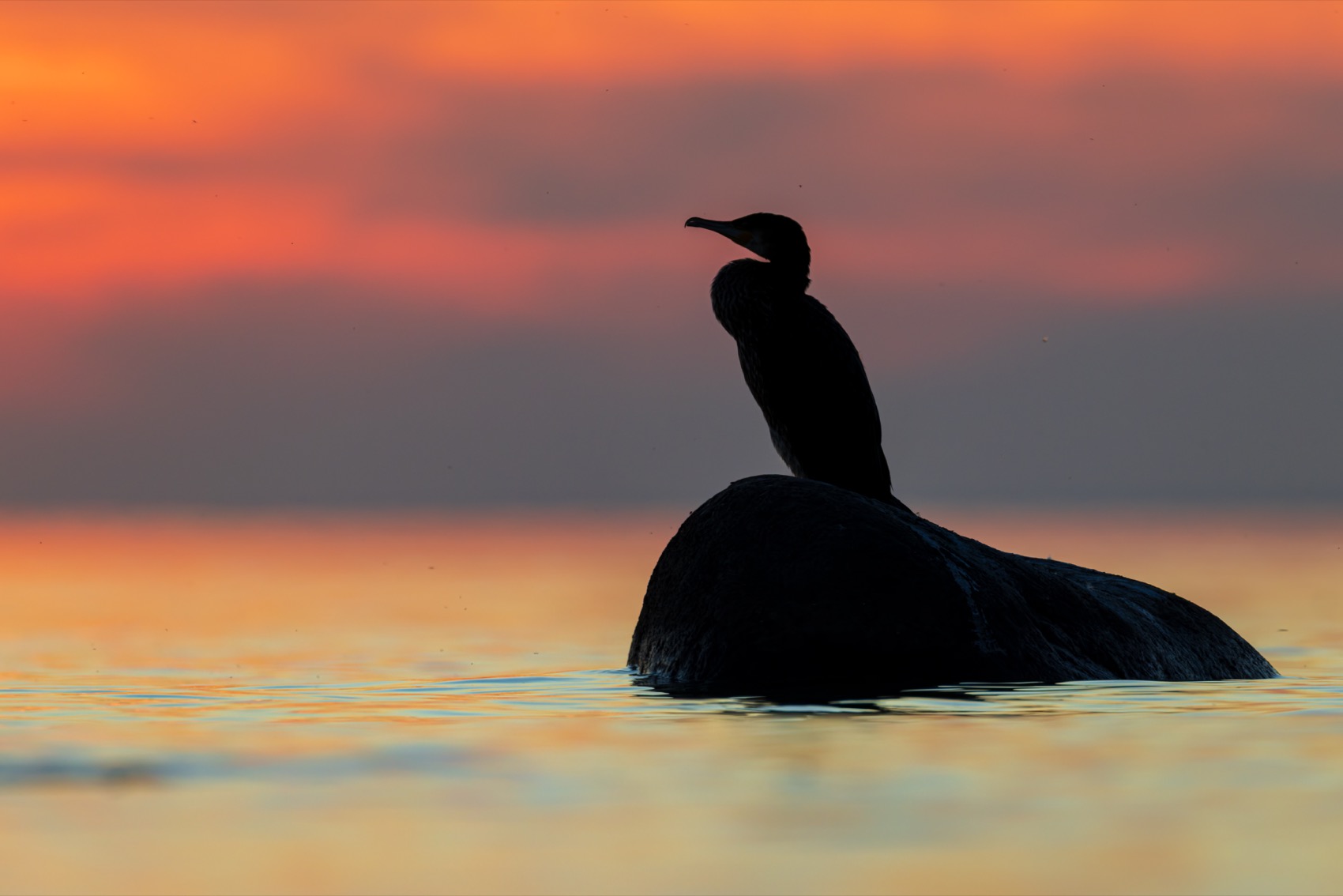 баклан, закат, финский залив, птицы, Ruslan Pl