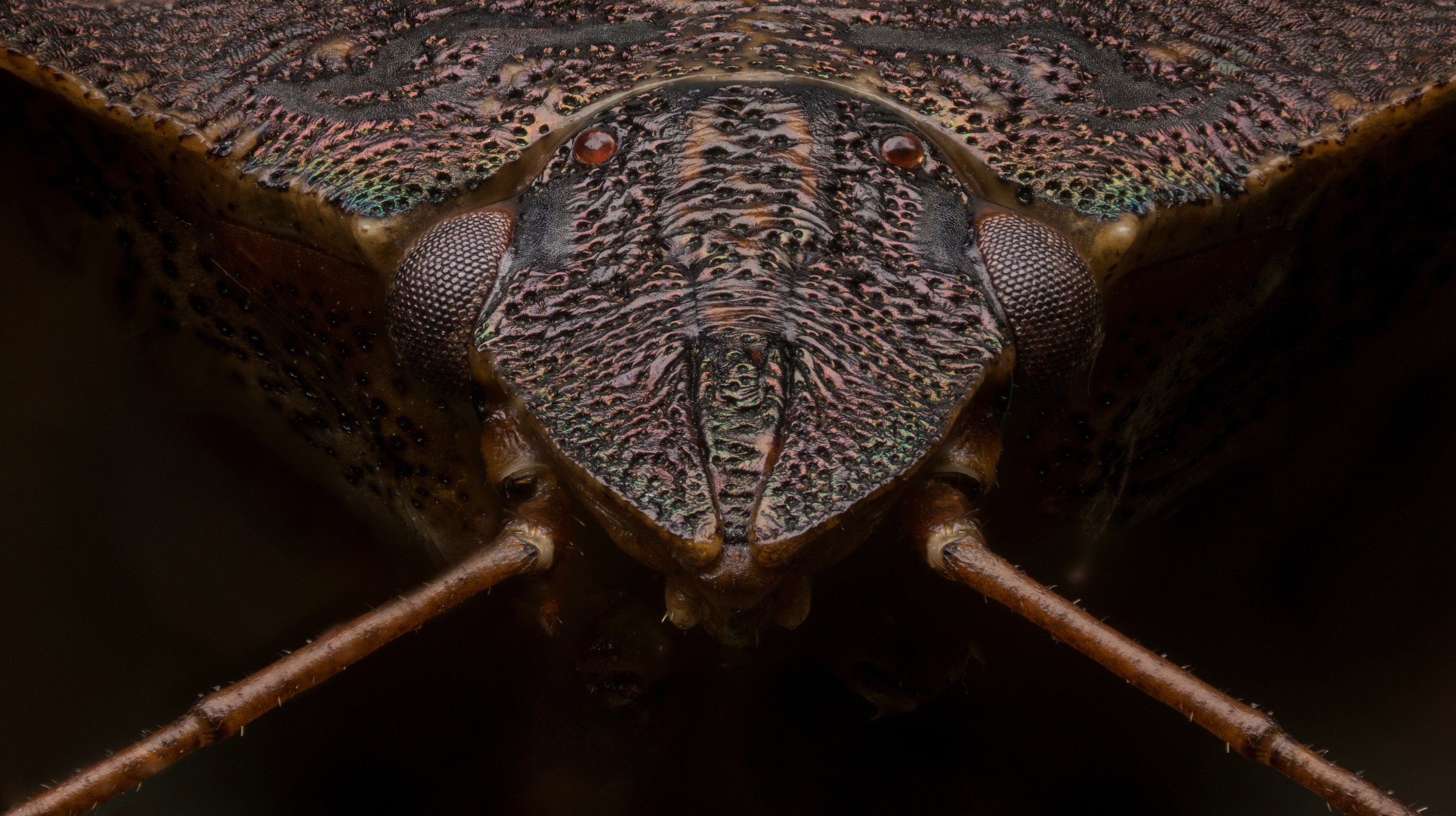 , Иван Золин