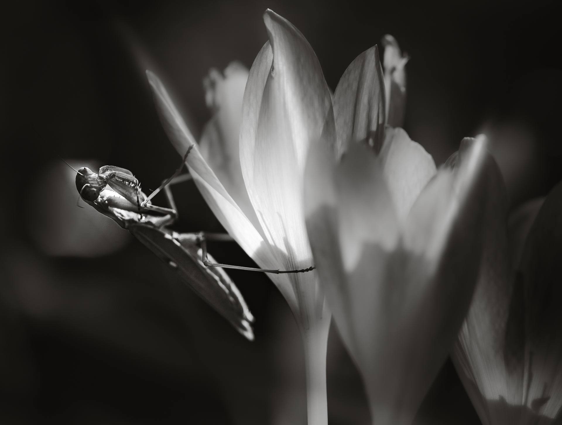 , Неля Рачкова