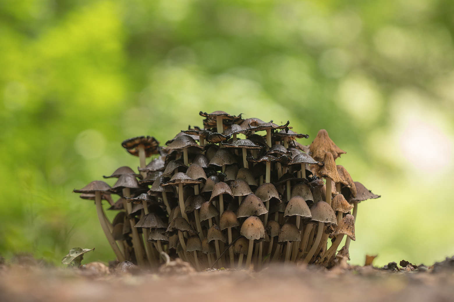 , Илья Михеев