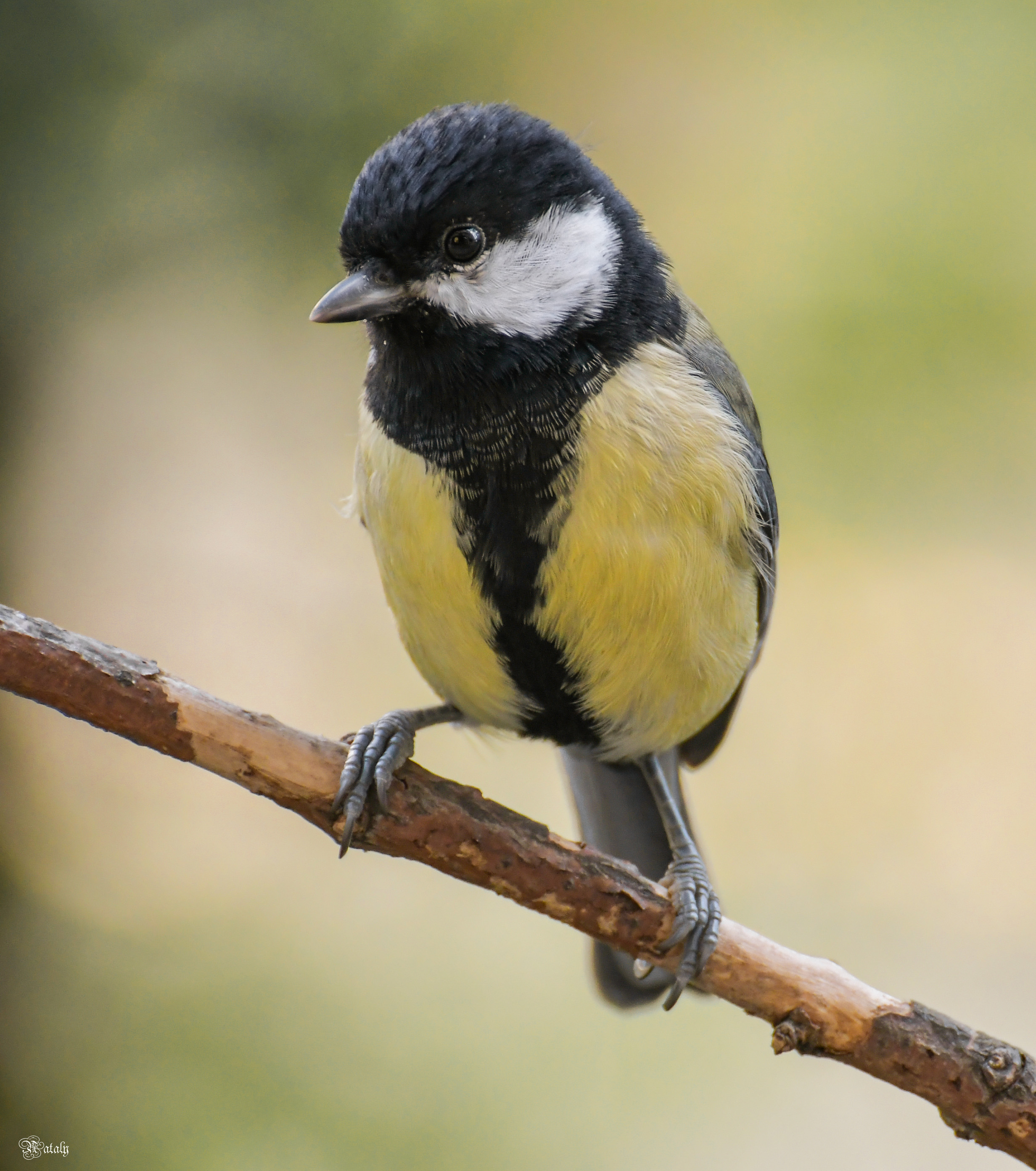 , Наталья Екимова