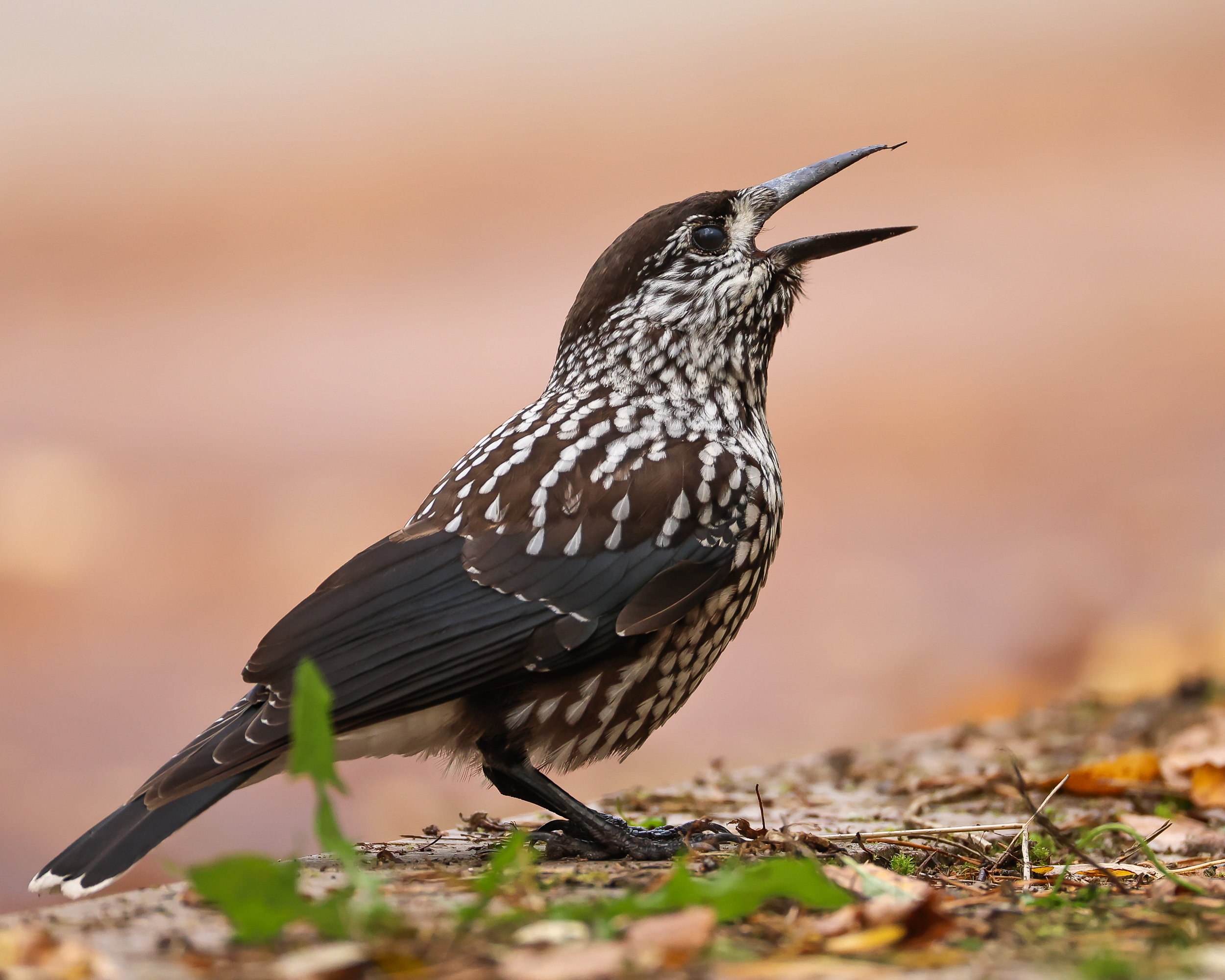 кедровка, Суслов Дмитрий