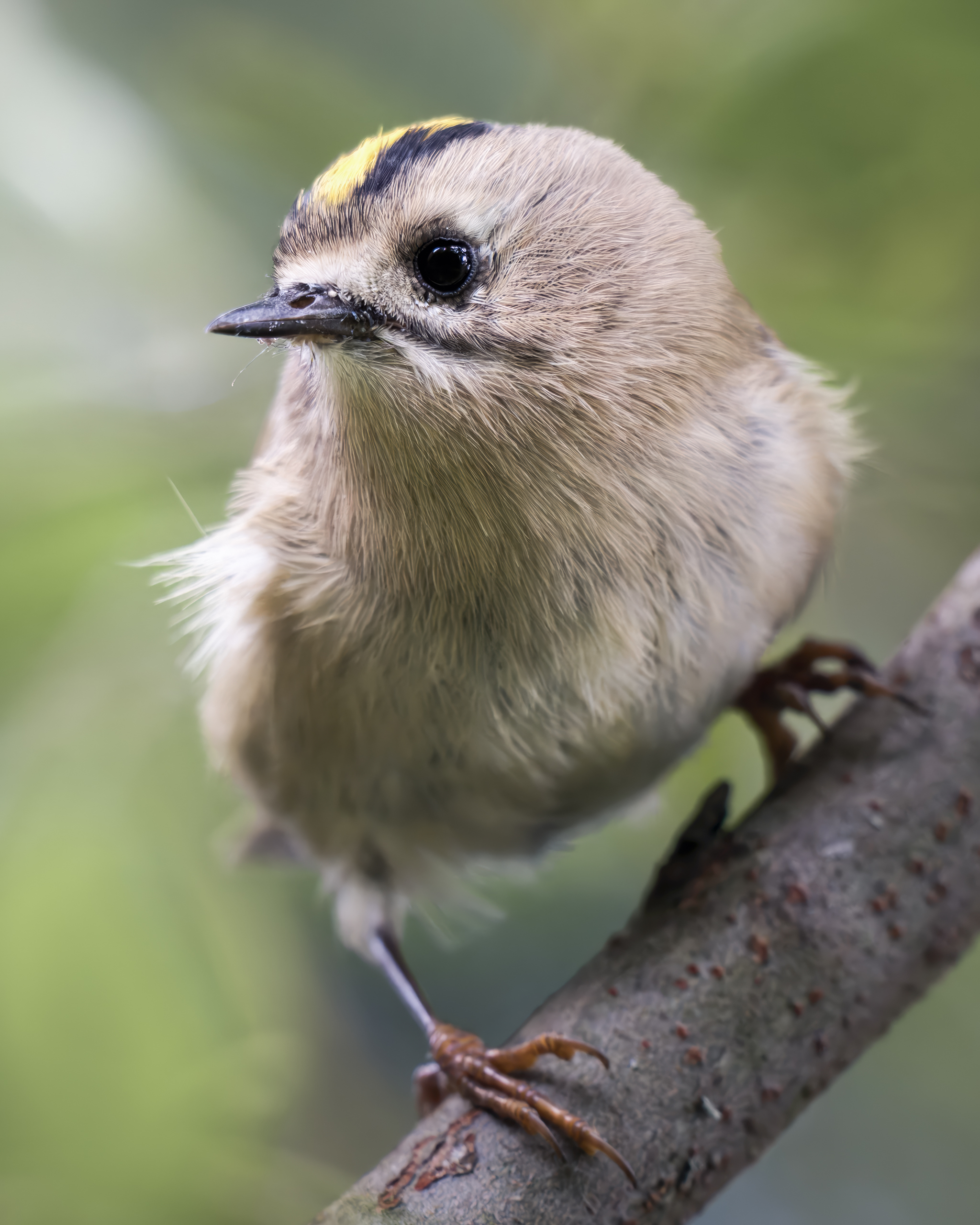 , Поляков Михаил