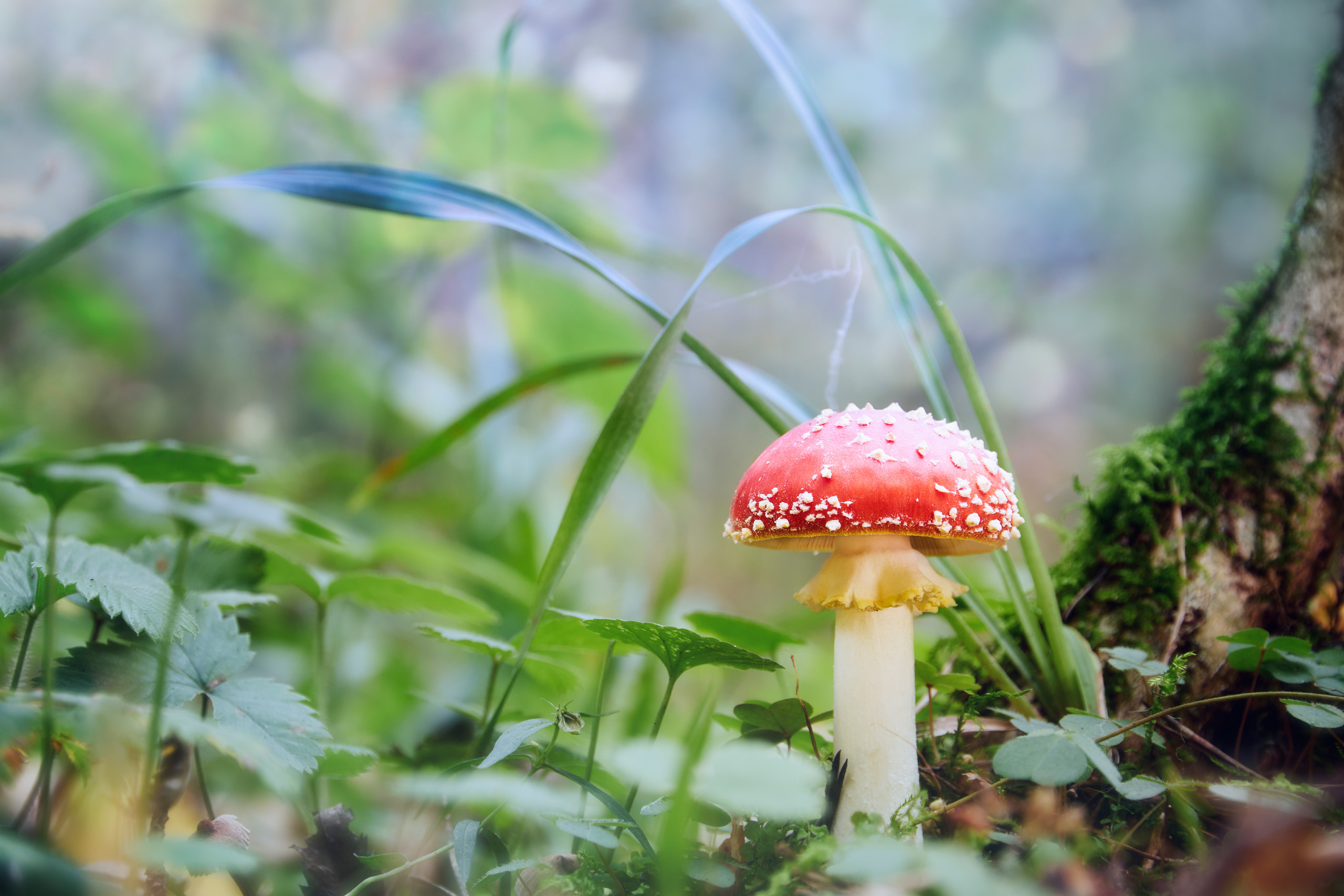 гриб, мухомор, Валерий Вождаев