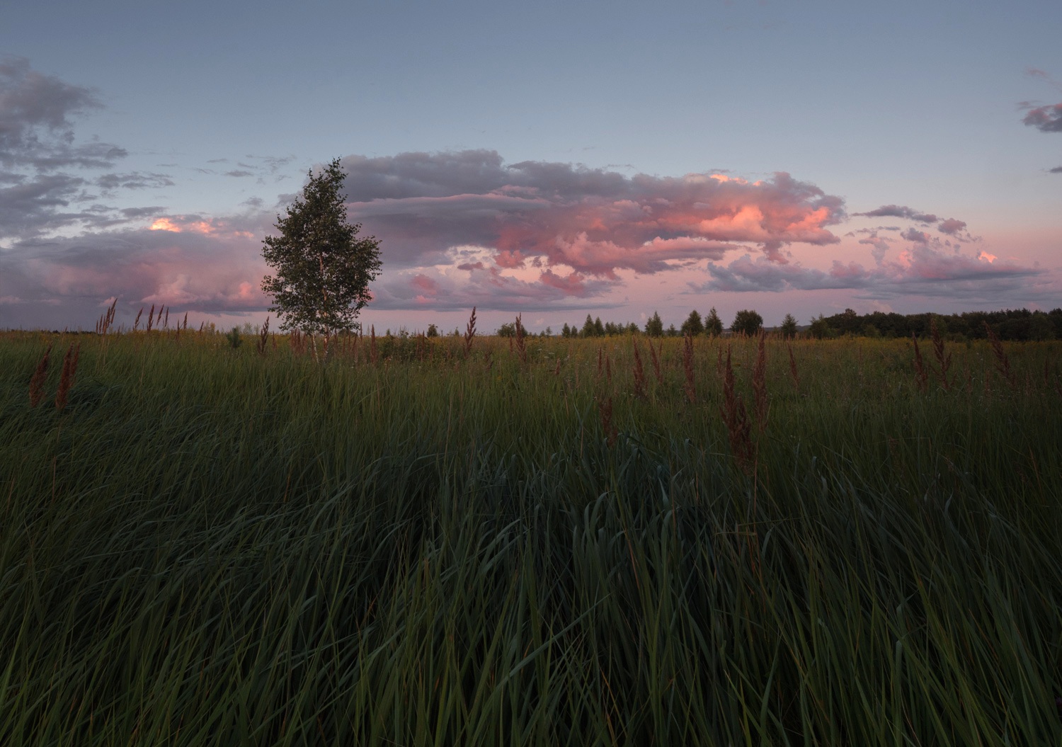 лес, свет, закат, природа, Баранов Олег