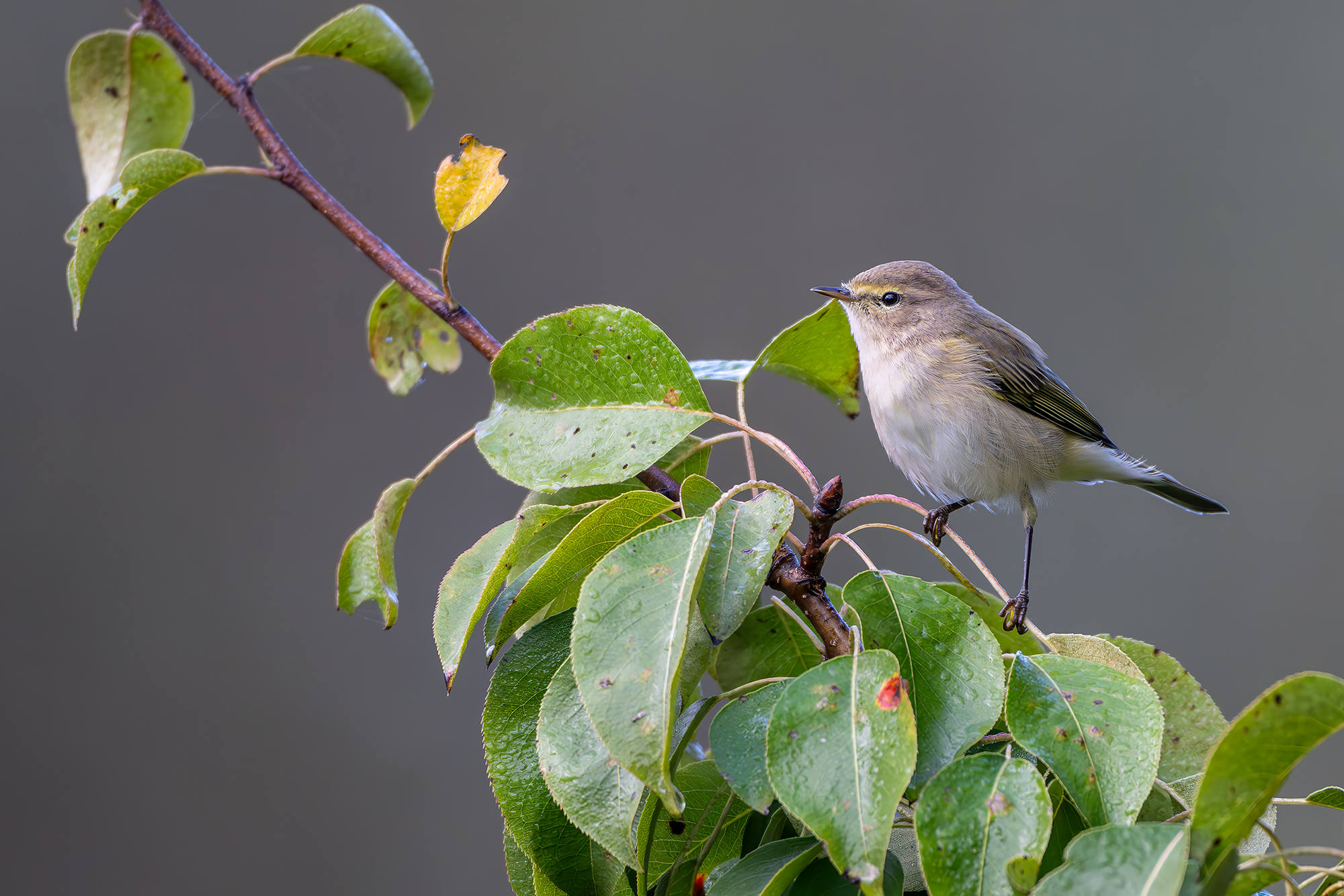 , Молодкин Дмитрий