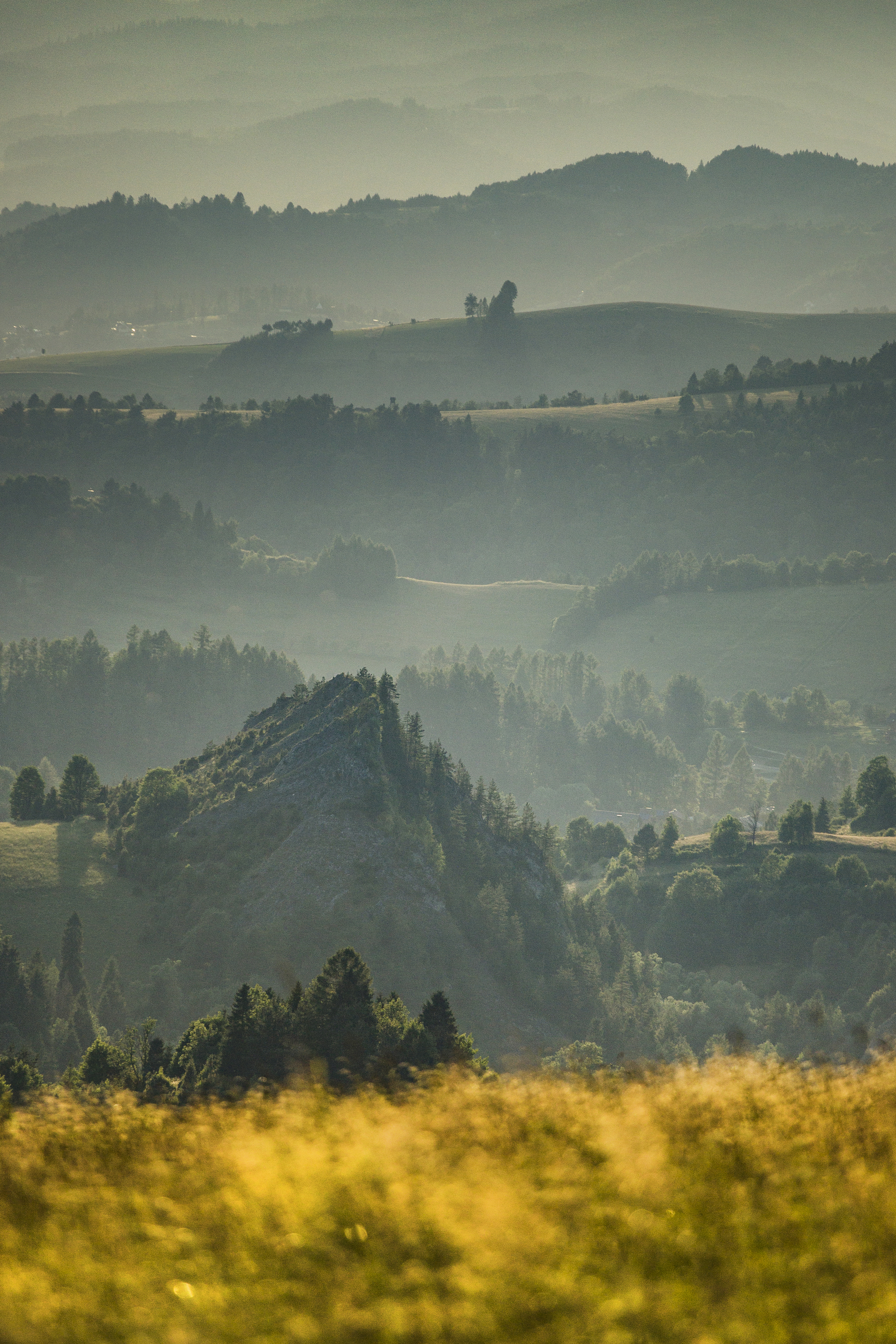 Vertical, Photography, Fog, Nature, Landscape, Tree, Nature, Forest, Morning, Dawn, Hill, Pieniny, Poland, Damian Cyfka