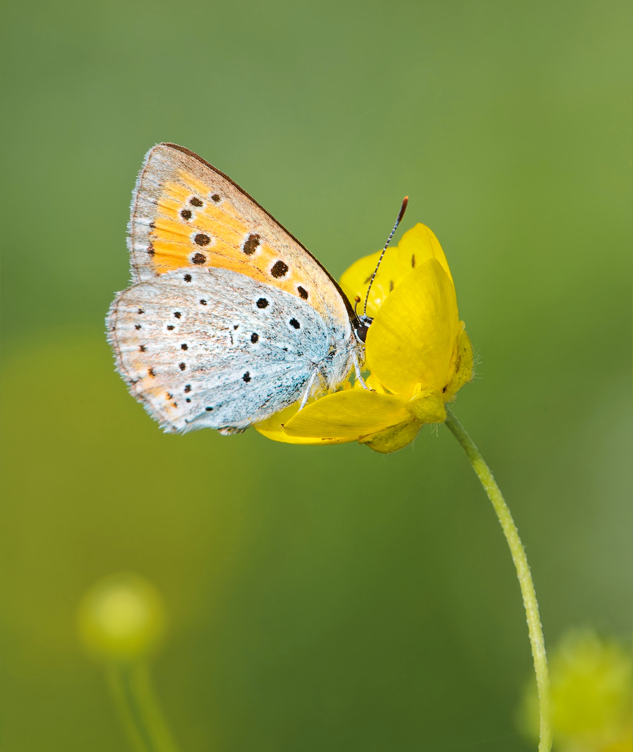 , Фото Александр