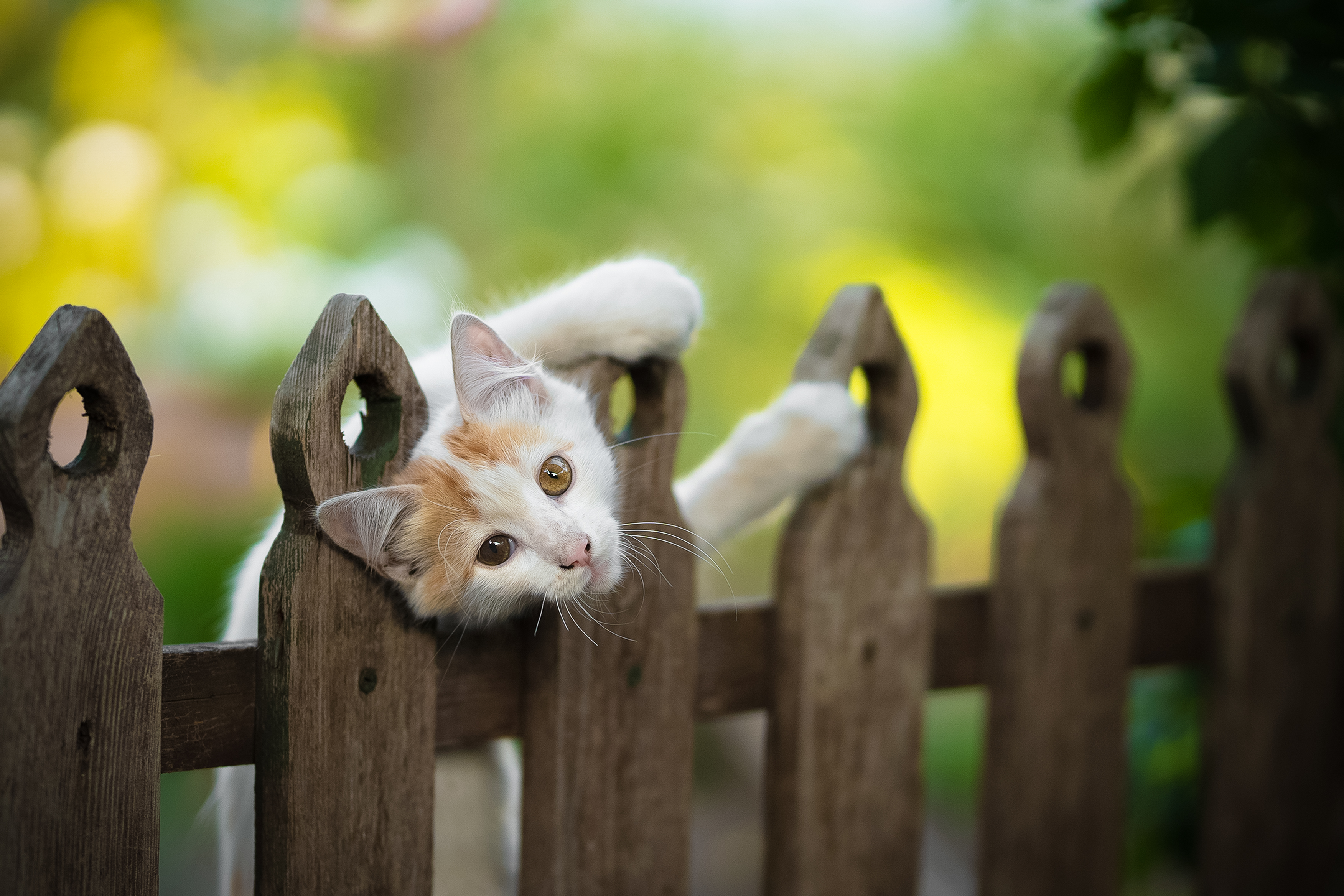 , Коротун Юрий