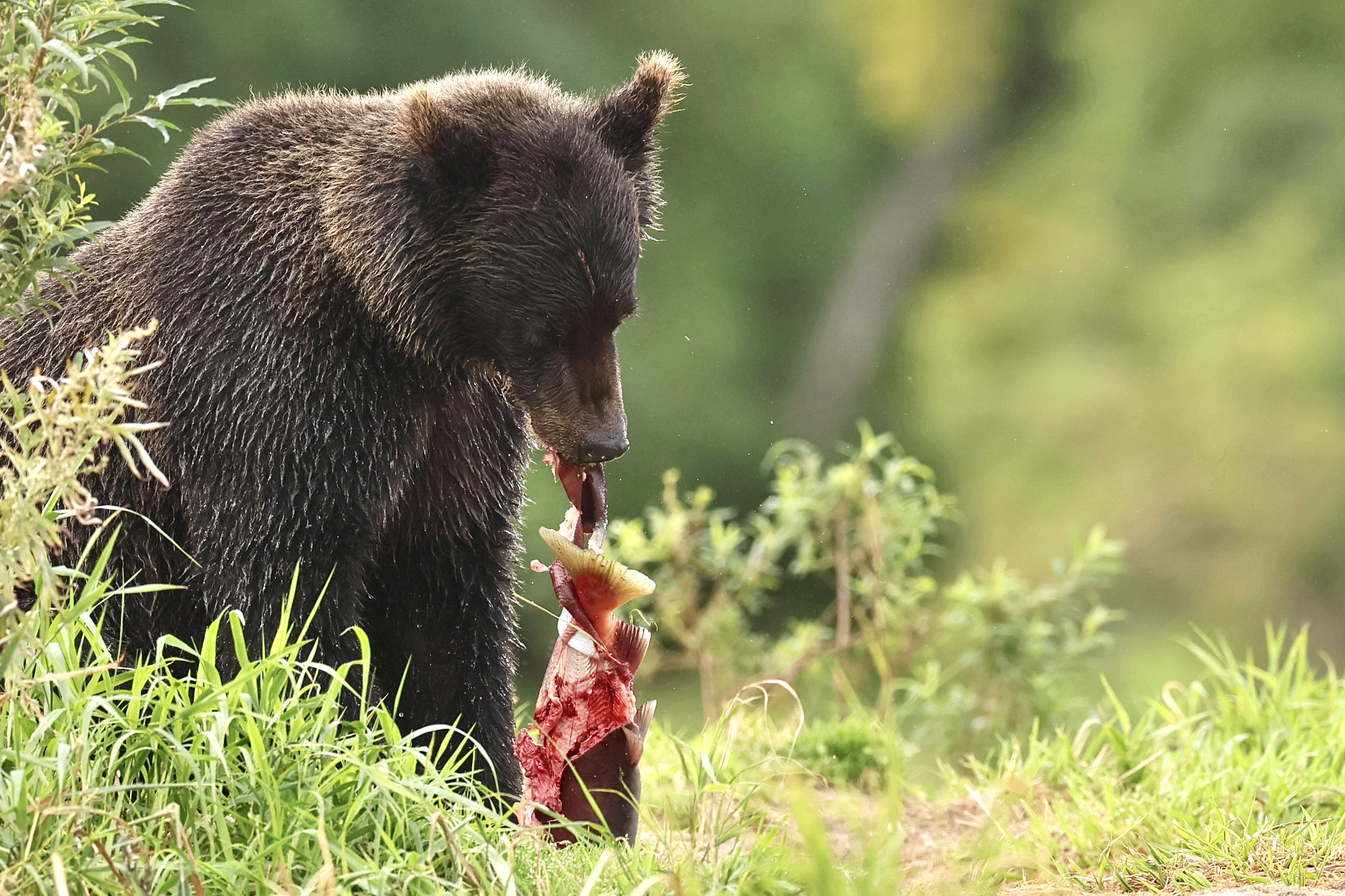 , Голубков Леонид