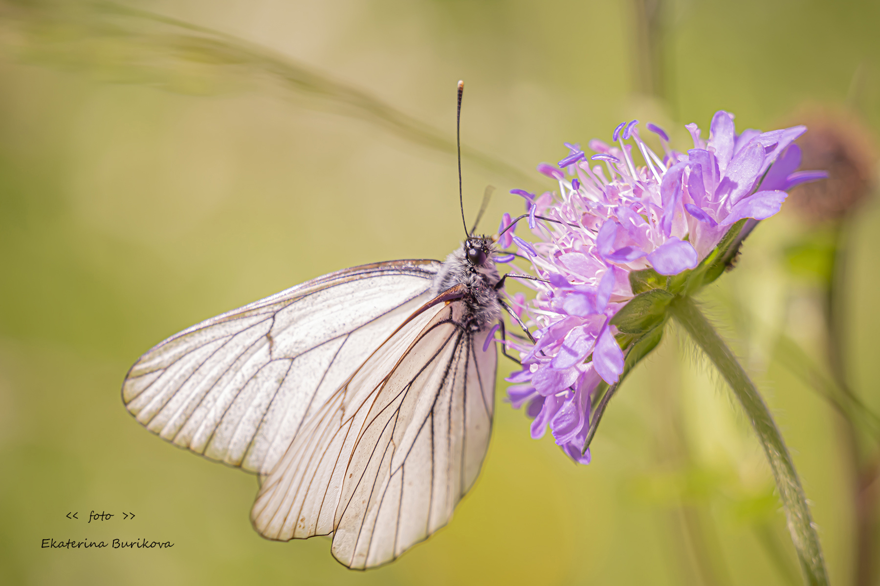 , Бурикова Екатерина