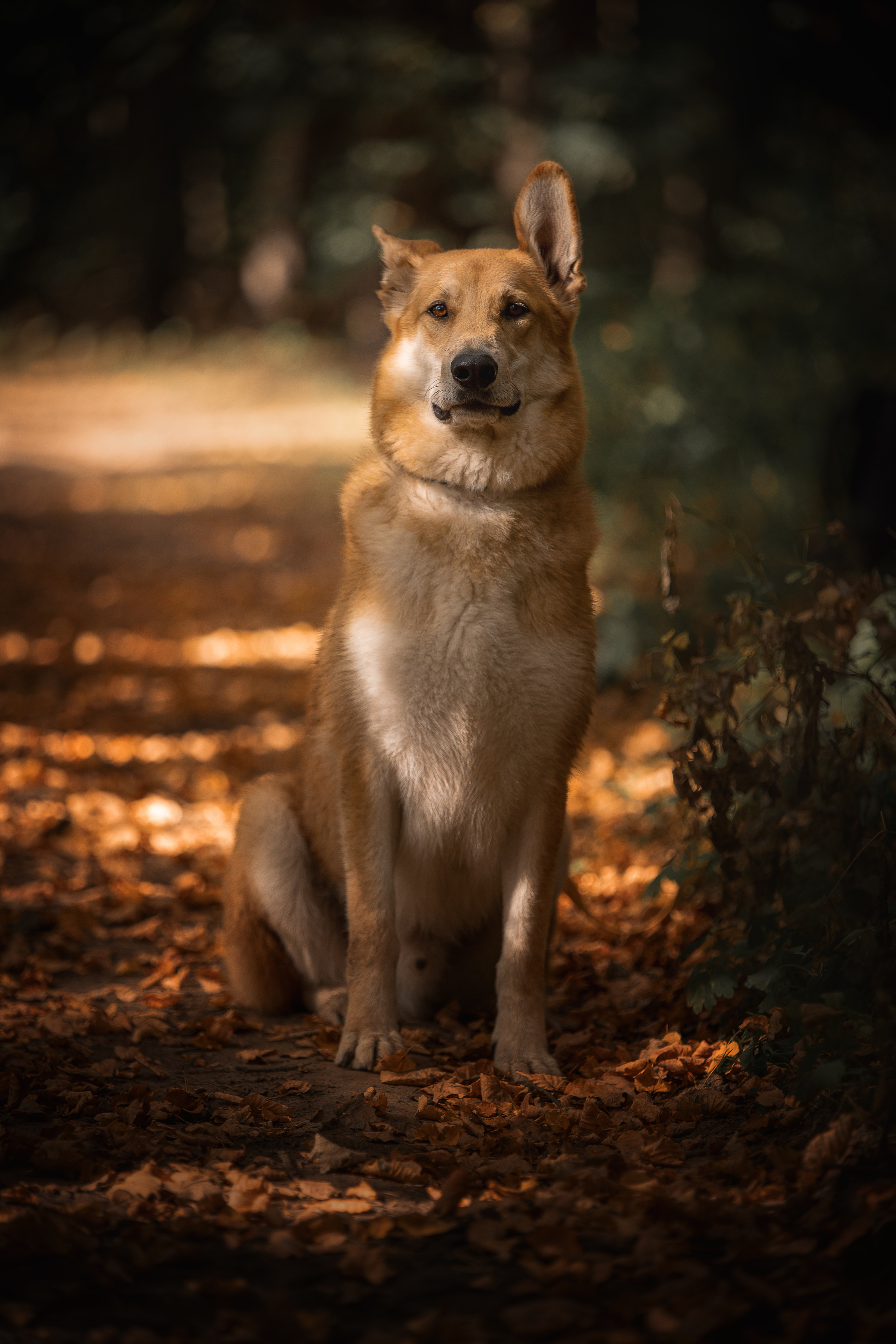 , Елена Самусенкова