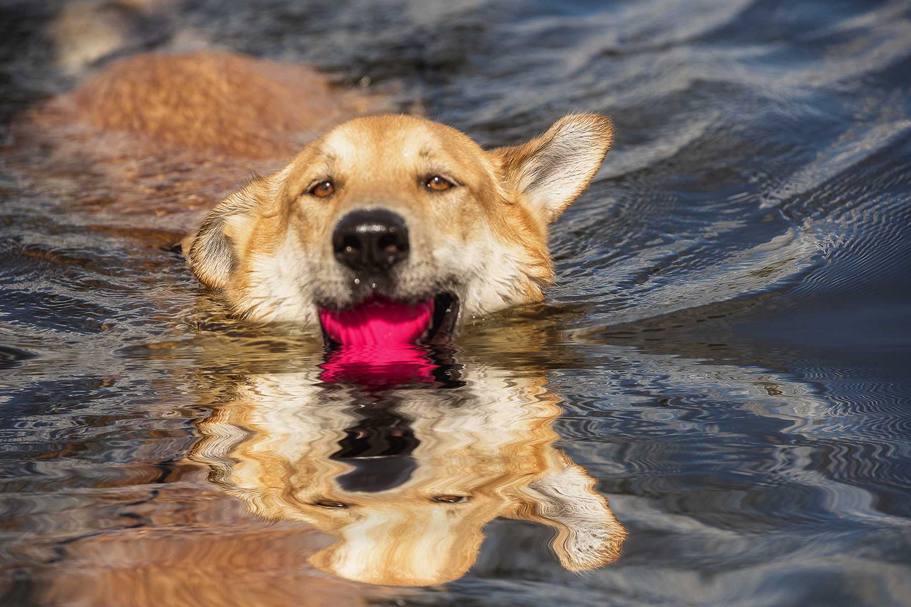 , Елена Самусенкова