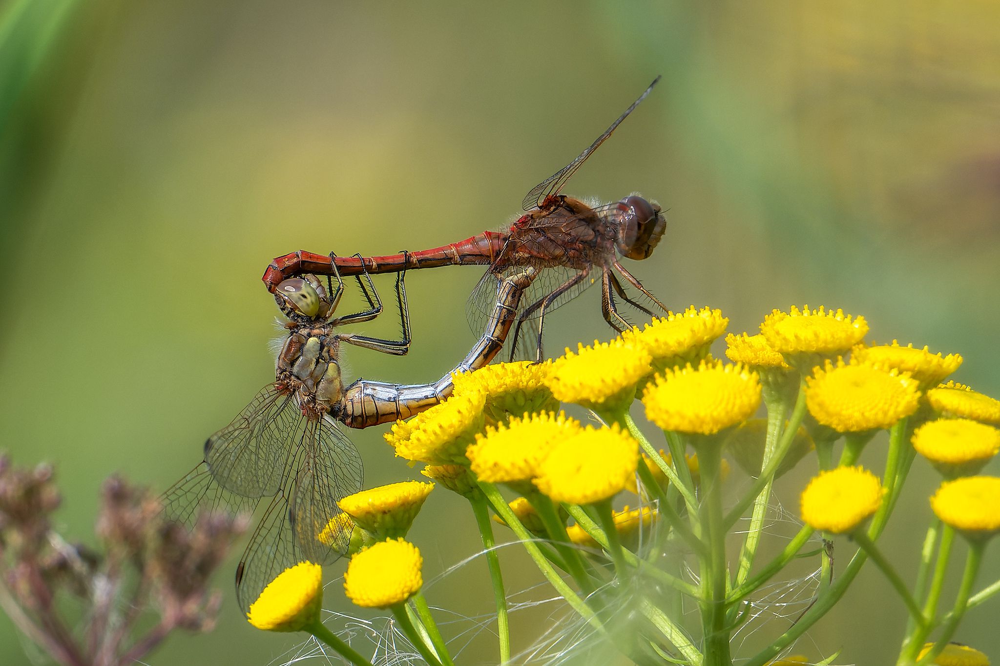 , Кузнецов Кирилл