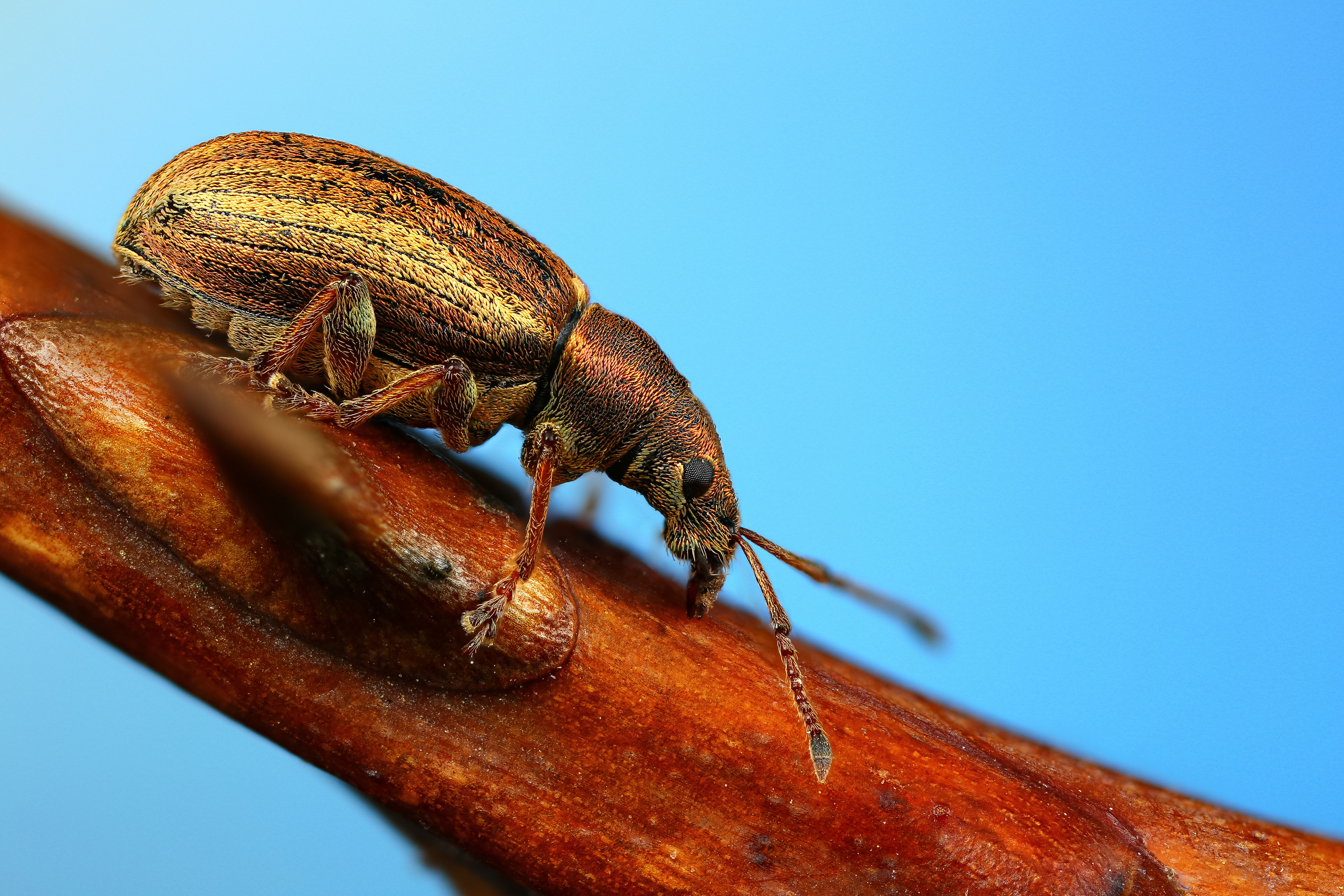 макро, природа, животное, растение, цвет, фото, синий, жук, Шаповалов Андрей