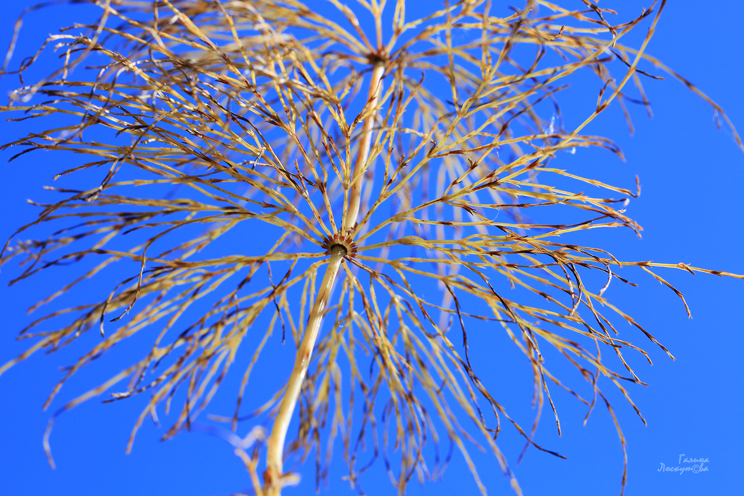 хвощ, реликтовое растение, тонкие ветви, Галина Лоскутова