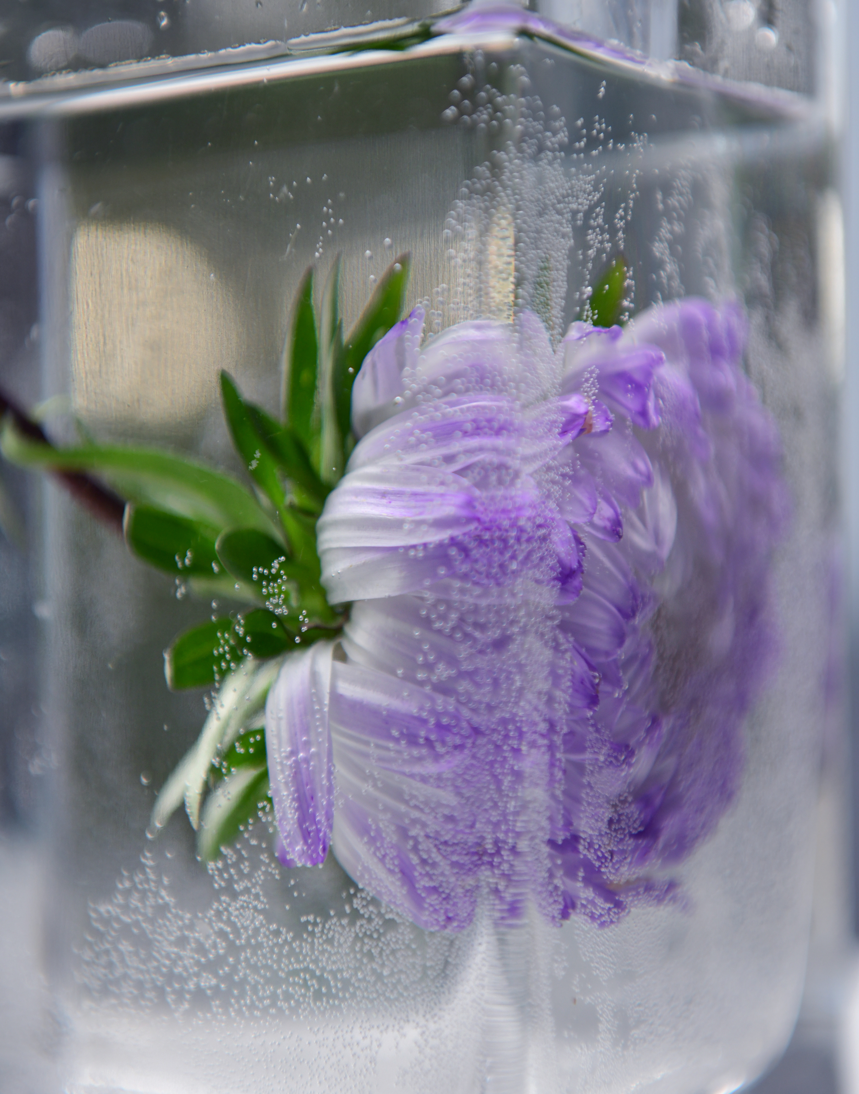 , Божена Пучко