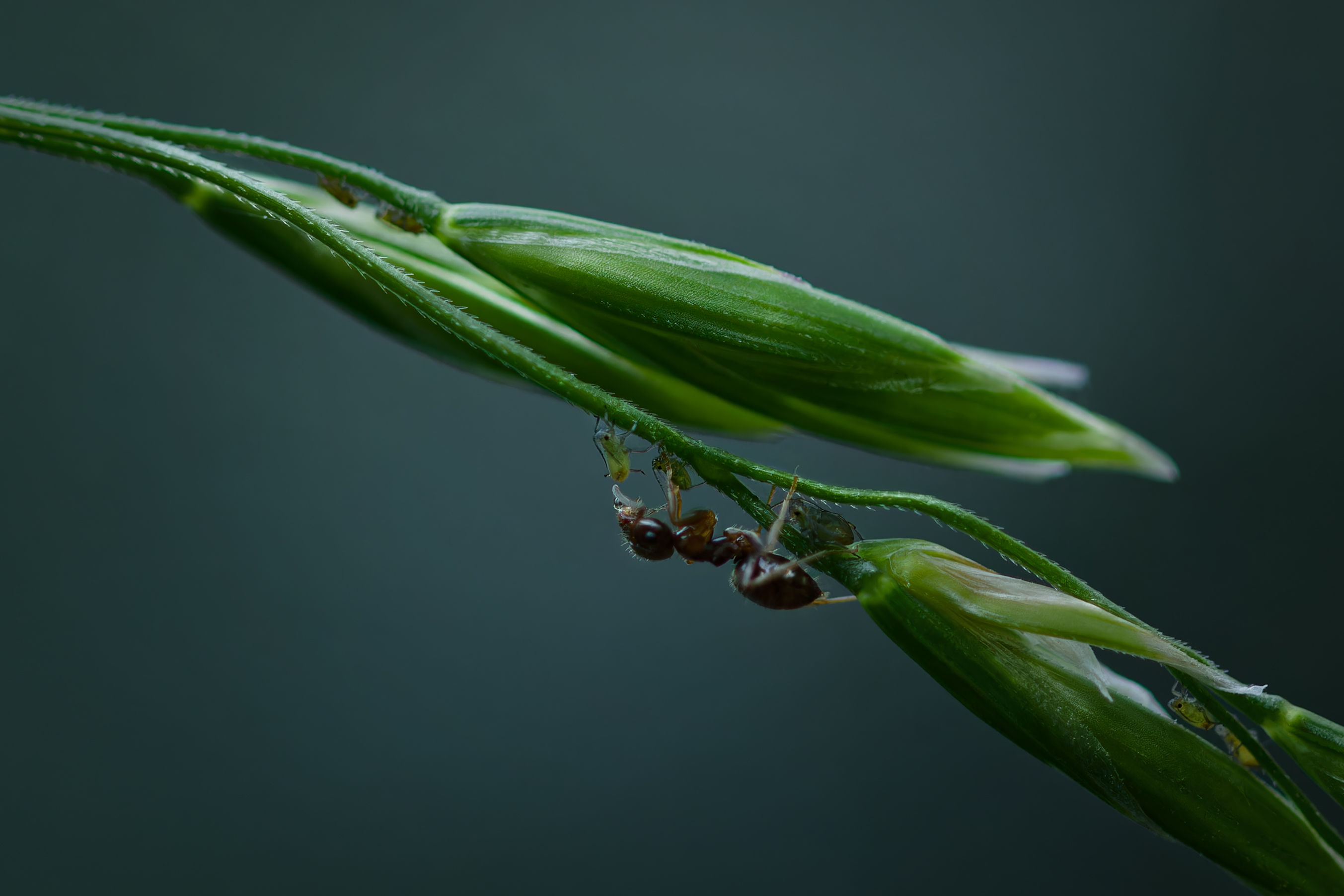 макро, муравей, ant, macro, Хилько Марина