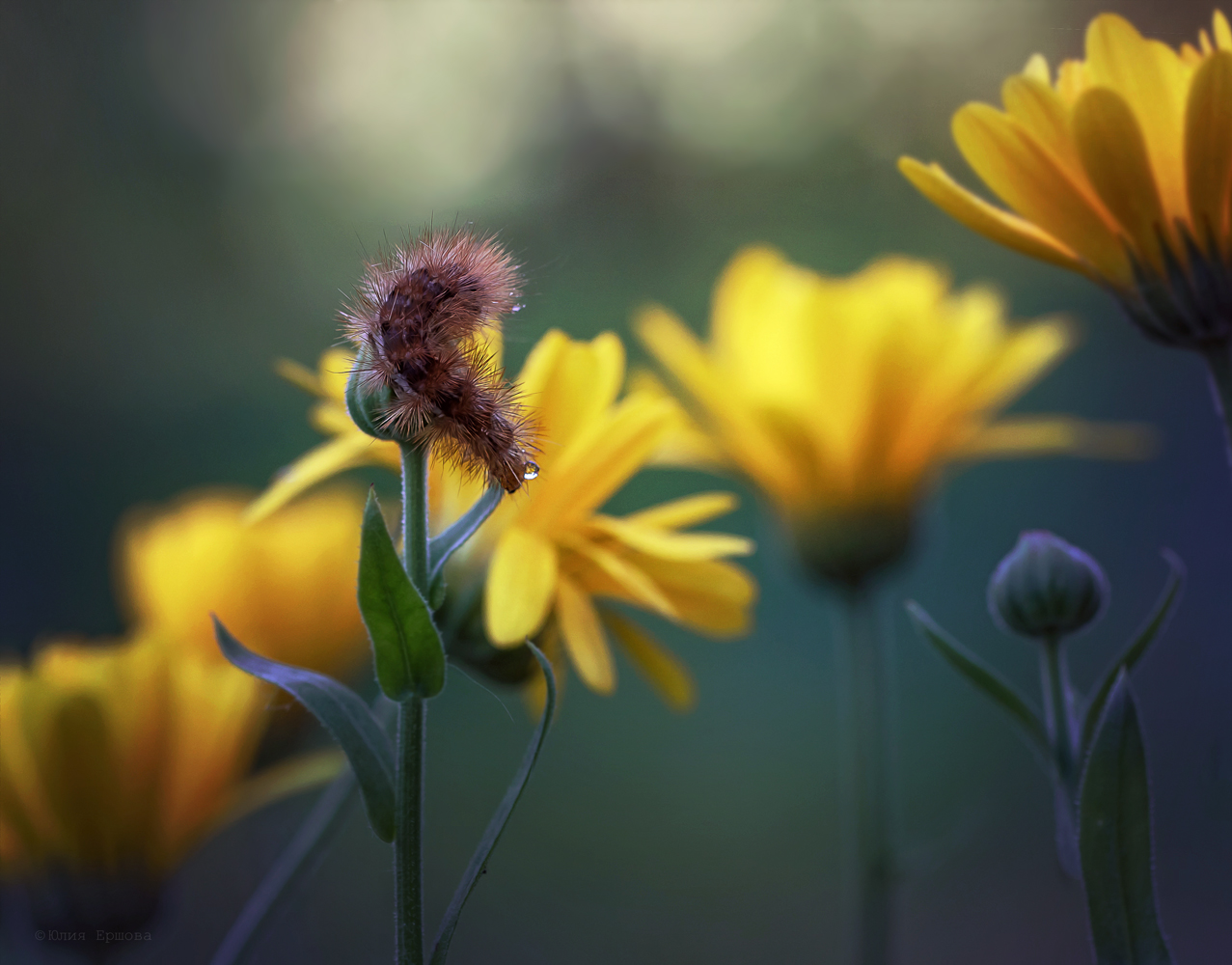 гусеница, ноготки, макро, macro, Ершова Юлия