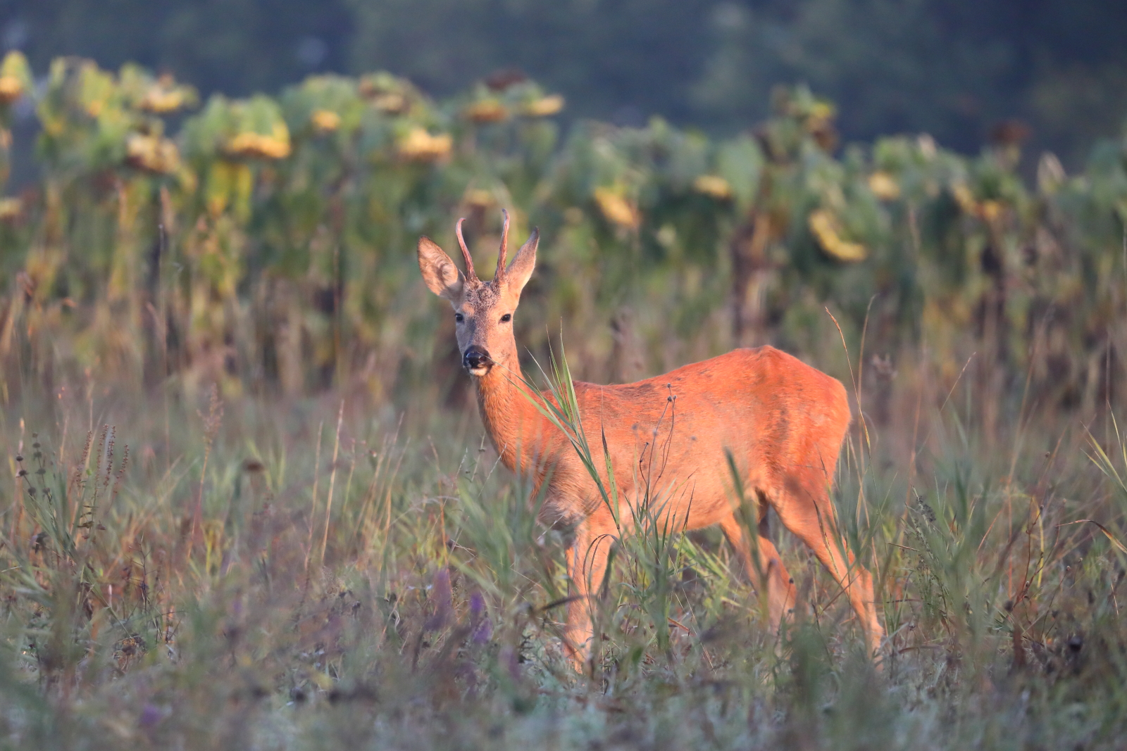 природа, природа самарской области, подсолнухи, животные, звери, анималистика,фотоохота, косуля, Владимир Шебаршенко