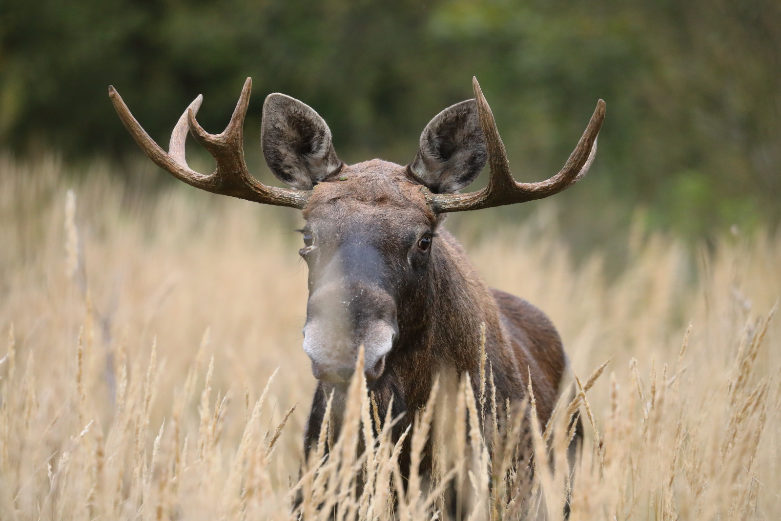 природа, природа самарской области, анималистика, фотоохота, животные, звери, лось, Владимир Шебаршенко
