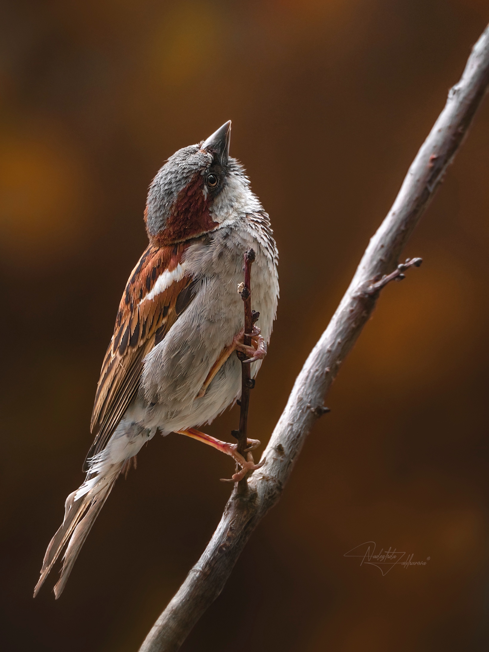 наблюдения за птицами, воробьи, воробей, воробей домовой, птицы, портреты птиц, эмоции, осень, осень2025, Захарова Надежда