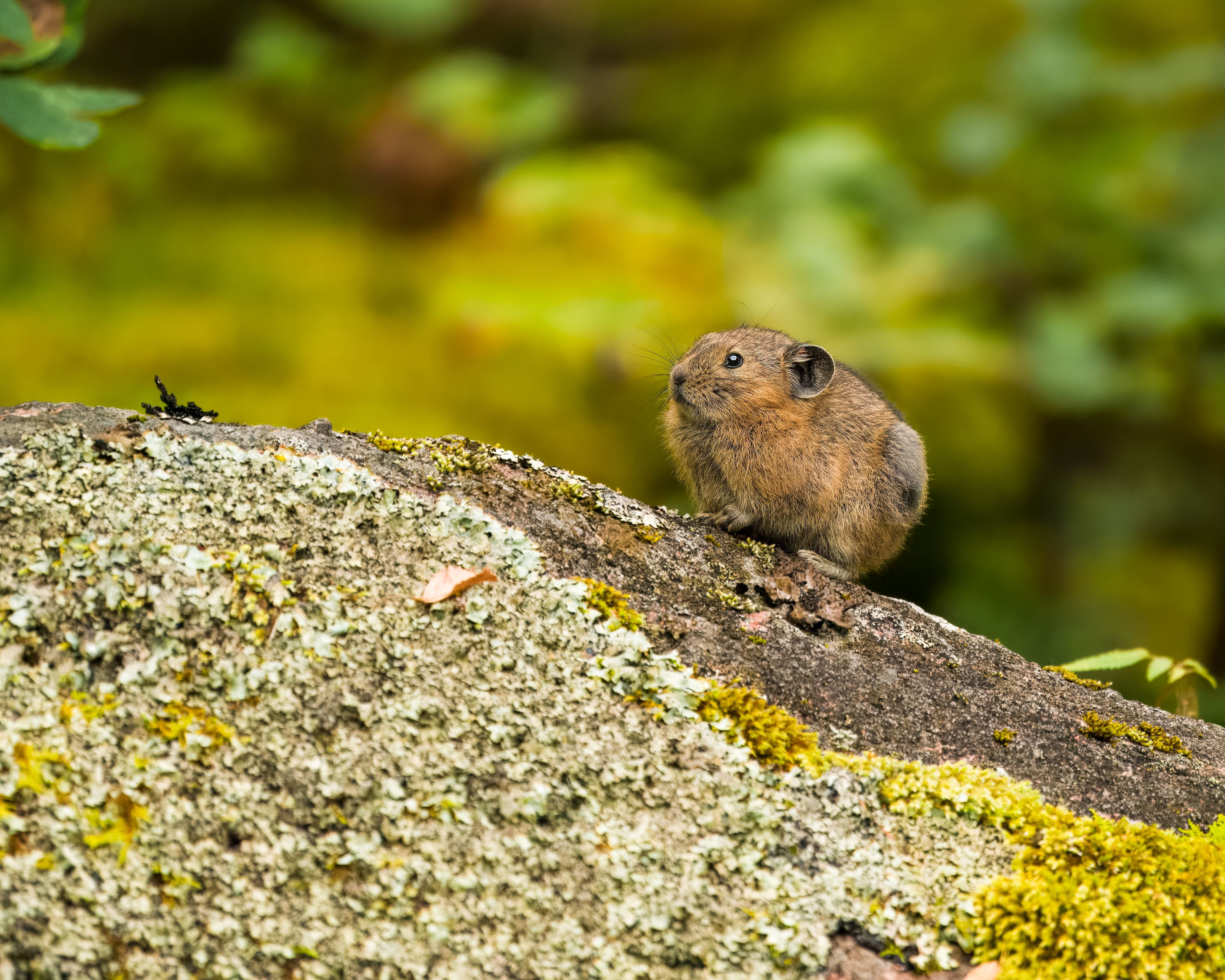 пищуха, северная пищуха, анималистика, красноярские столбы, животные сибири, Екатерина Дубровская