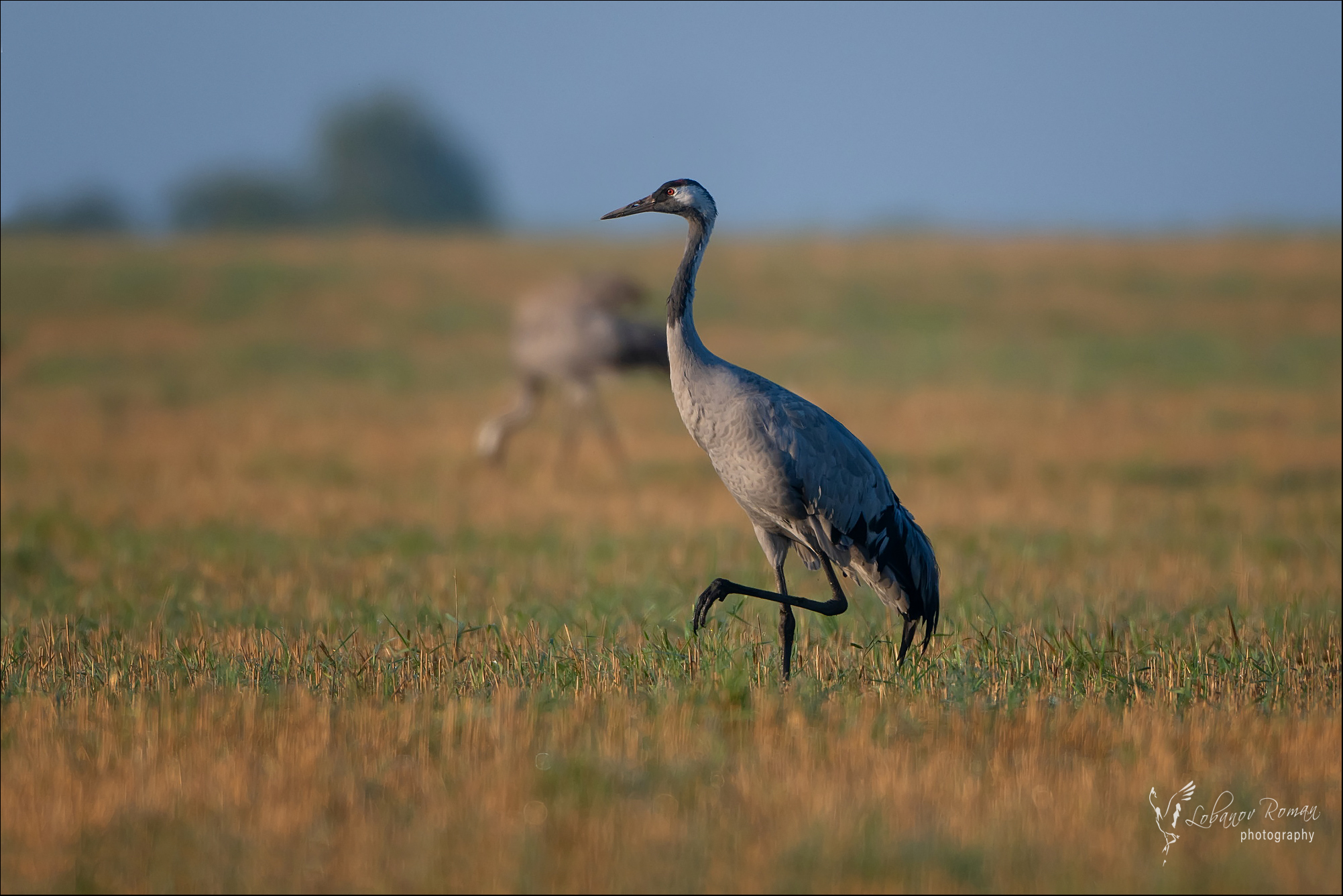 , Лобанов Роман