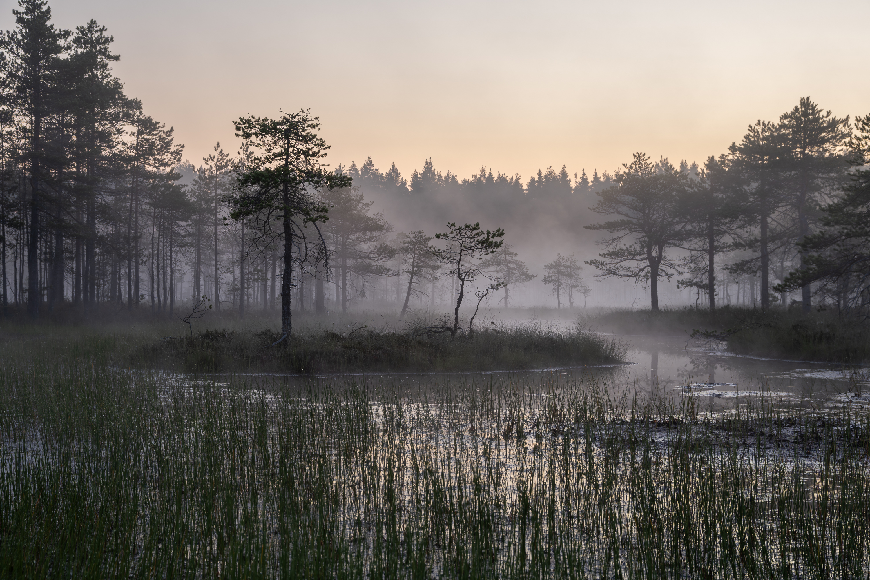 болото, туман, рассвет, Сариева Ольга